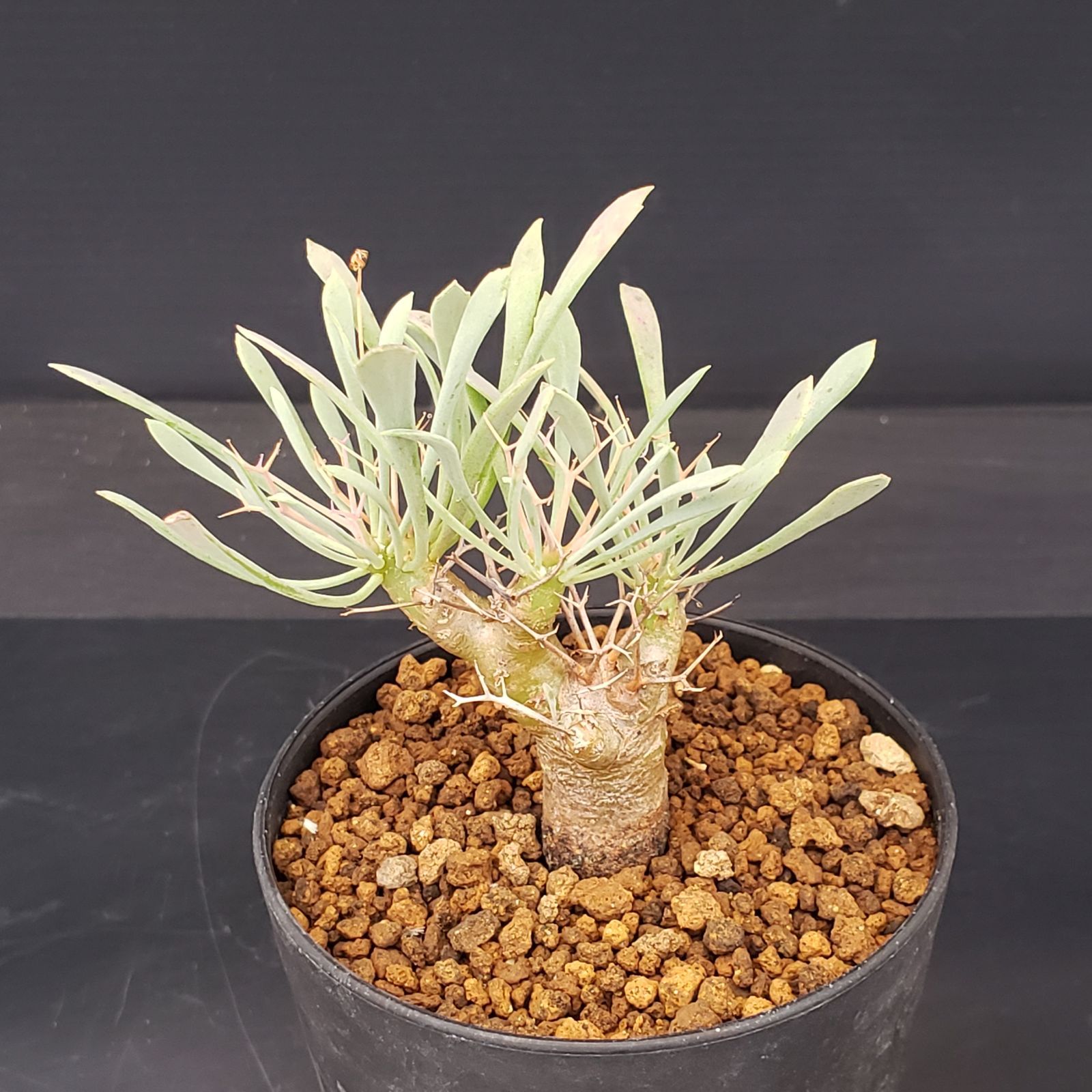 K081【自社養生株】オトンナ ユーフォルビオイデス（発根株・鉢植え