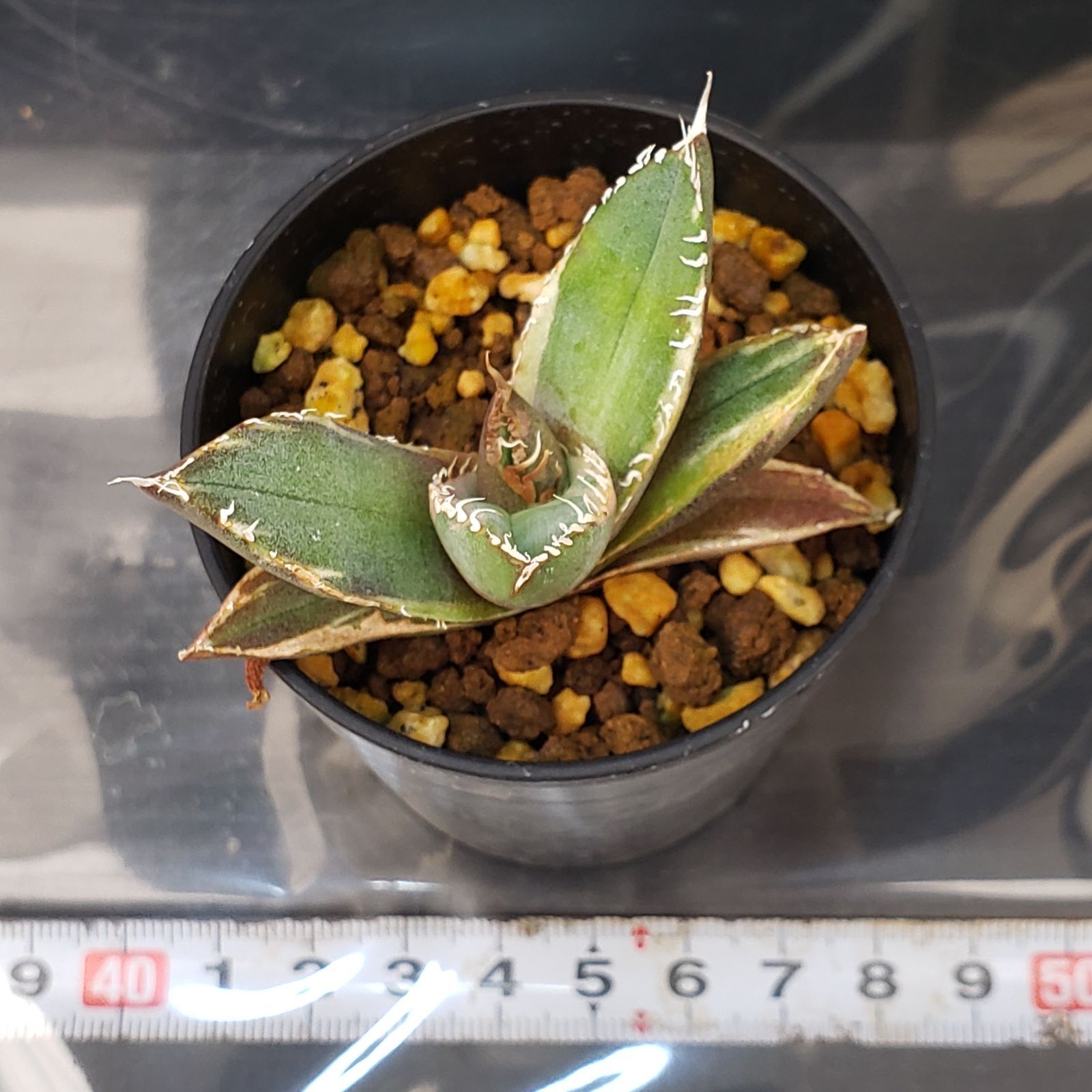 5/28までの出品です。アガベチタノタ　南アフリカダイヤモンド　親株 アガベ チタノタ SAD 南アフリカダイヤモンド親株 - メルカリ