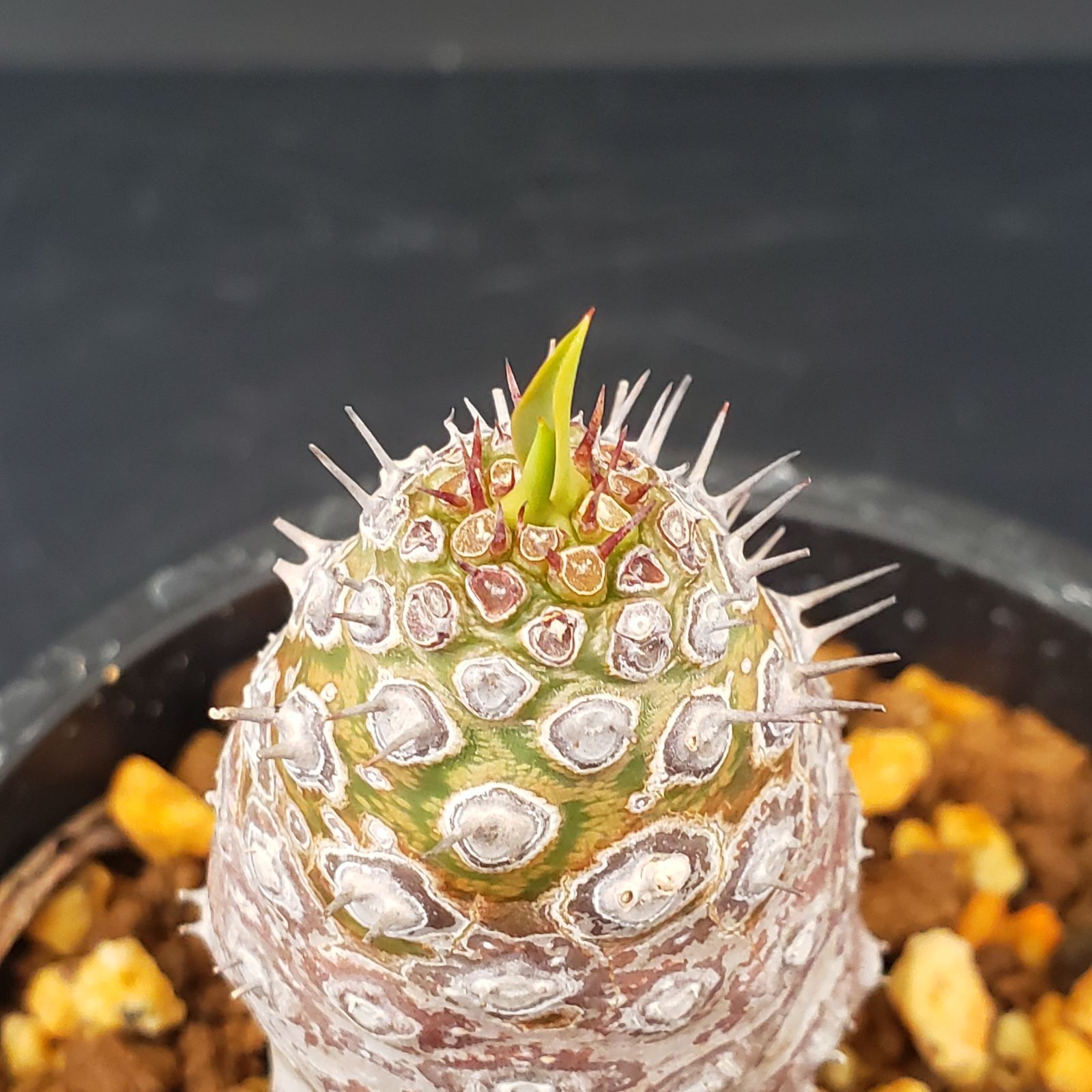 K092【自社養生株】ユーフォルビア パキポディオイデス（発根株