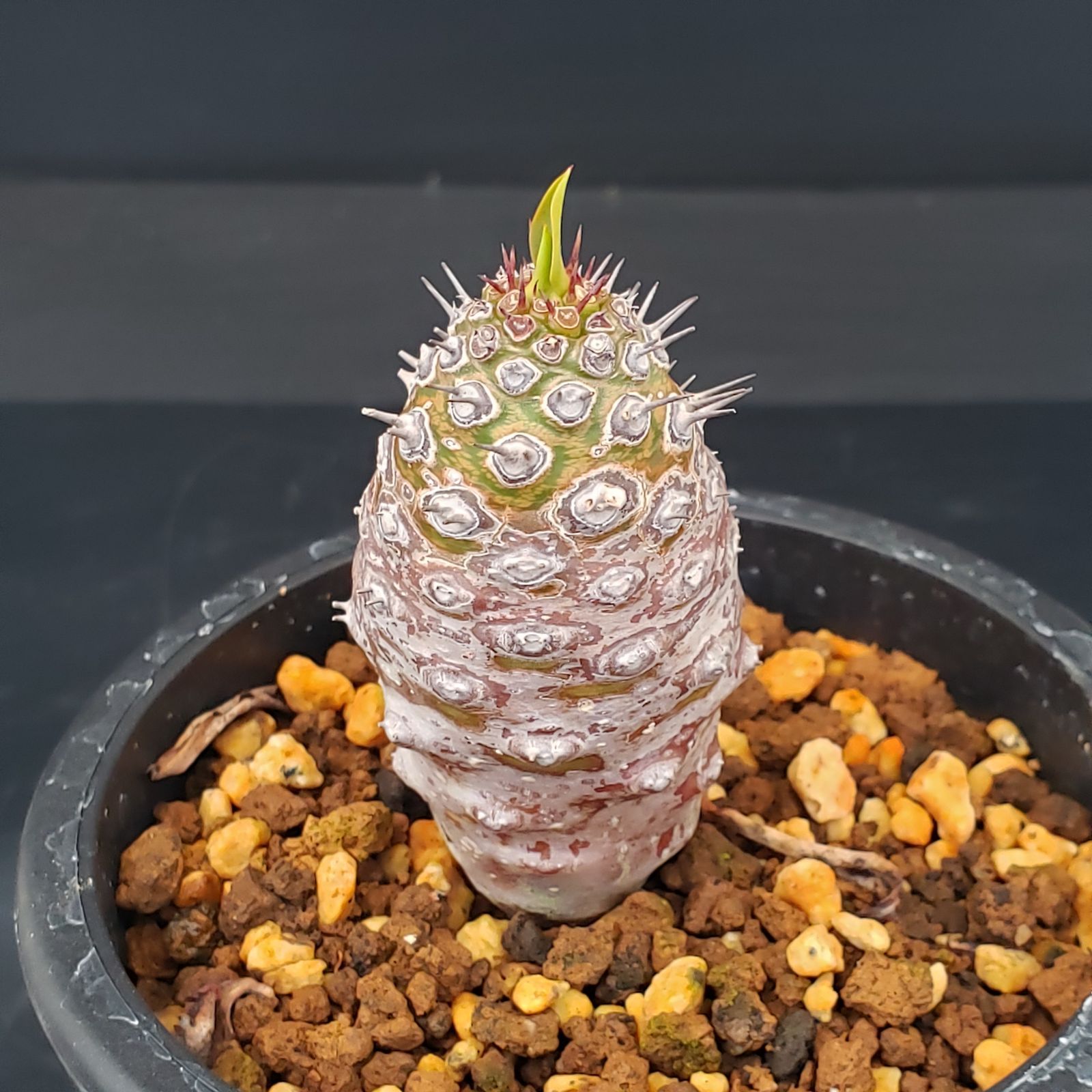 K092【自社養生株】ユーフォルビア パキポディオイデス（発根株