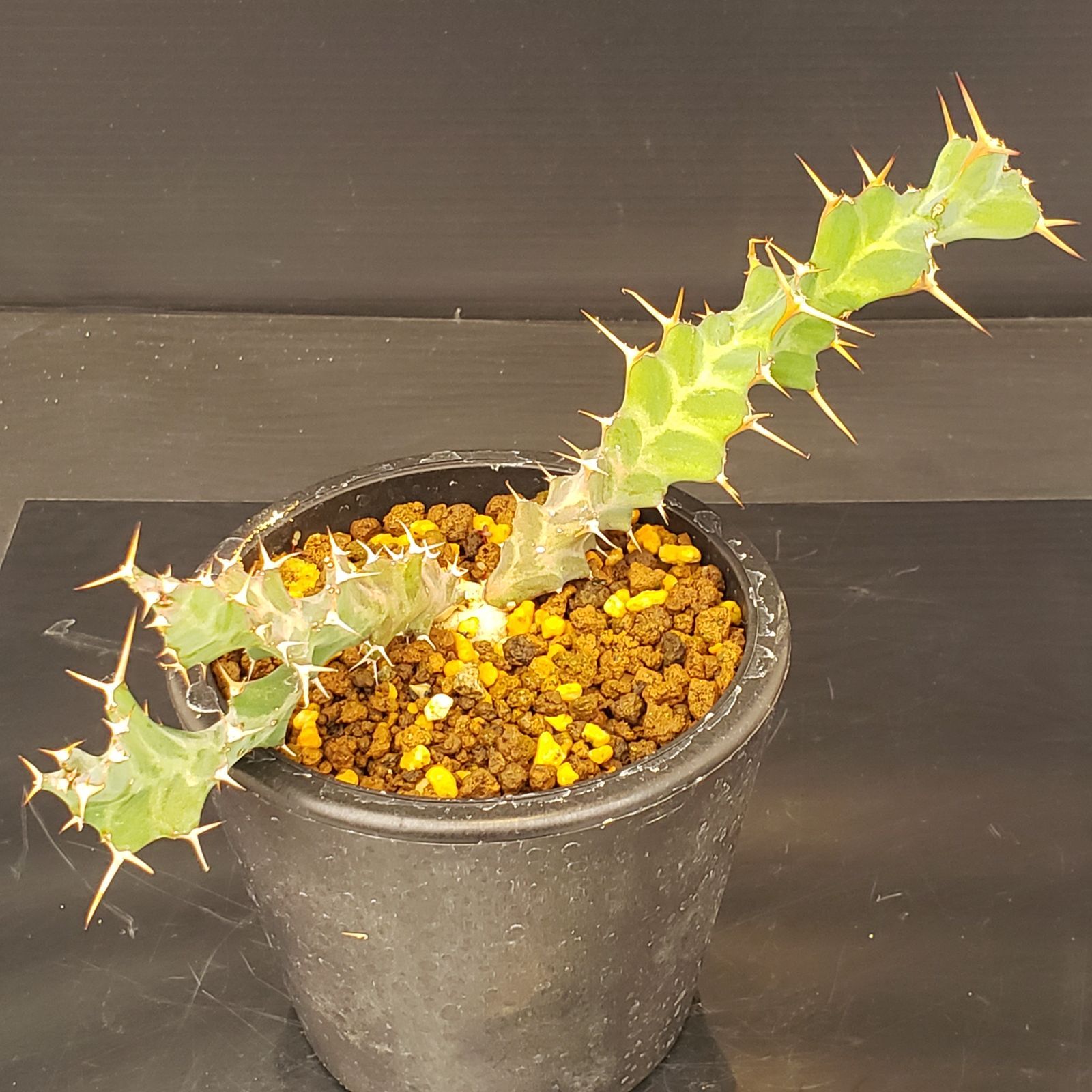 K097【自社養生株】ユーフォルビア トルチラマ（発根株・鉢植え