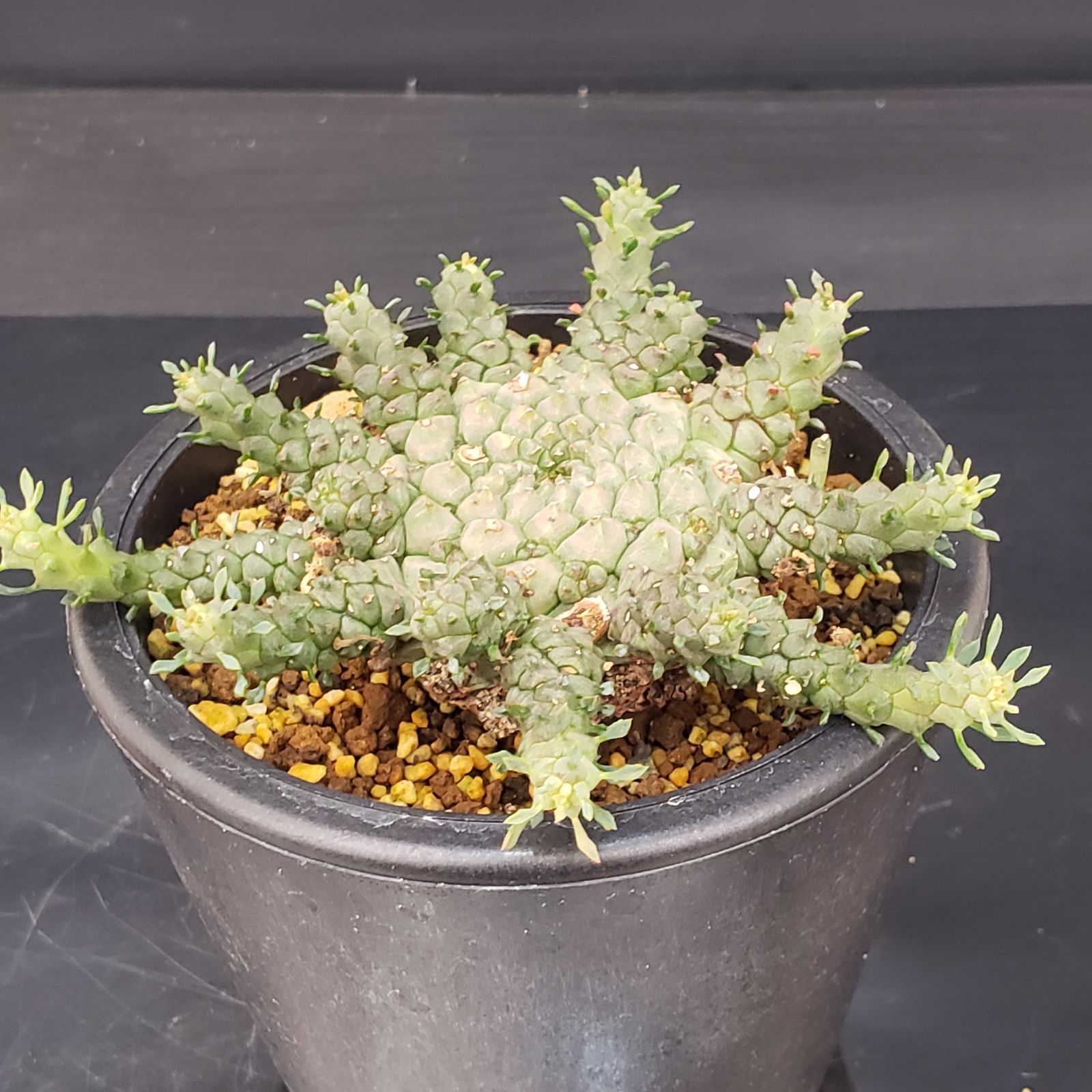 ユーフォルビア　ゴルゴニス　発根済み ユーフォルビア ゴルゴニス 発根済み euphorbia gorgonis《M size