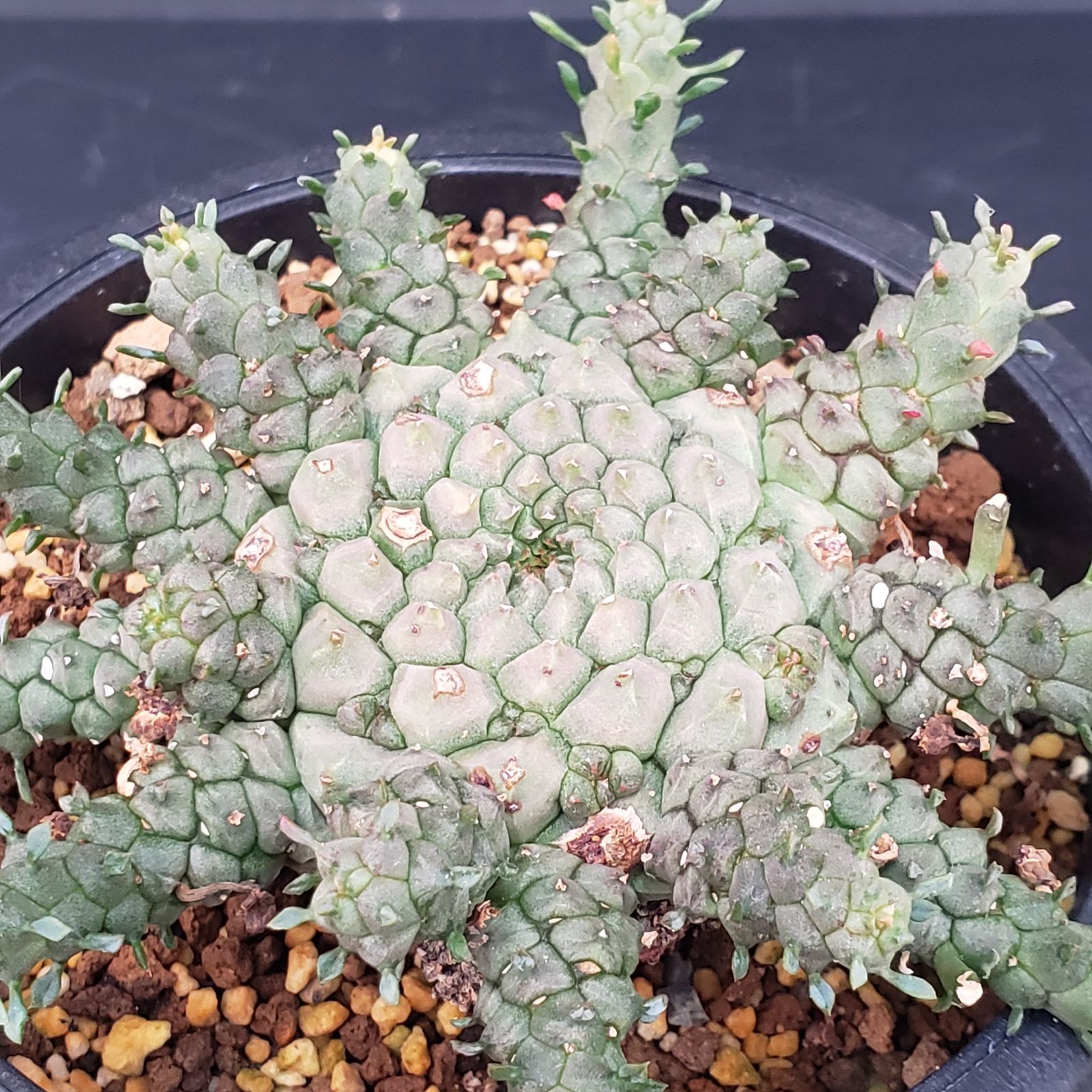 K106【自社養生株】ユーフォルビア ゴルゴニス（発根株・鉢植え