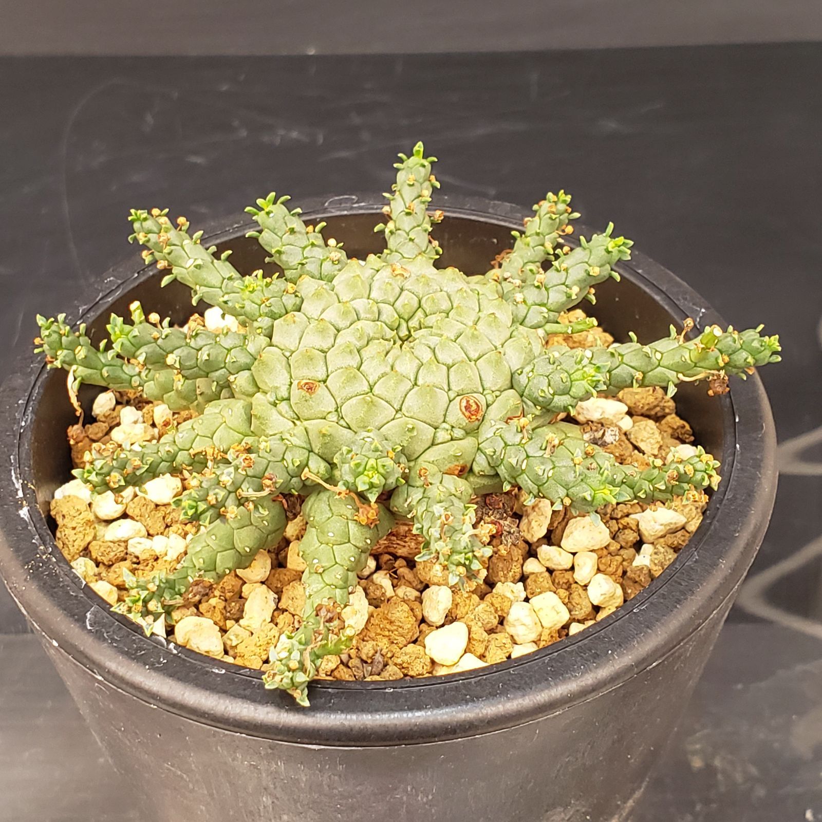 K108【自社養生株】ユーフォルビア ゴルゴニス（発根株・鉢植え