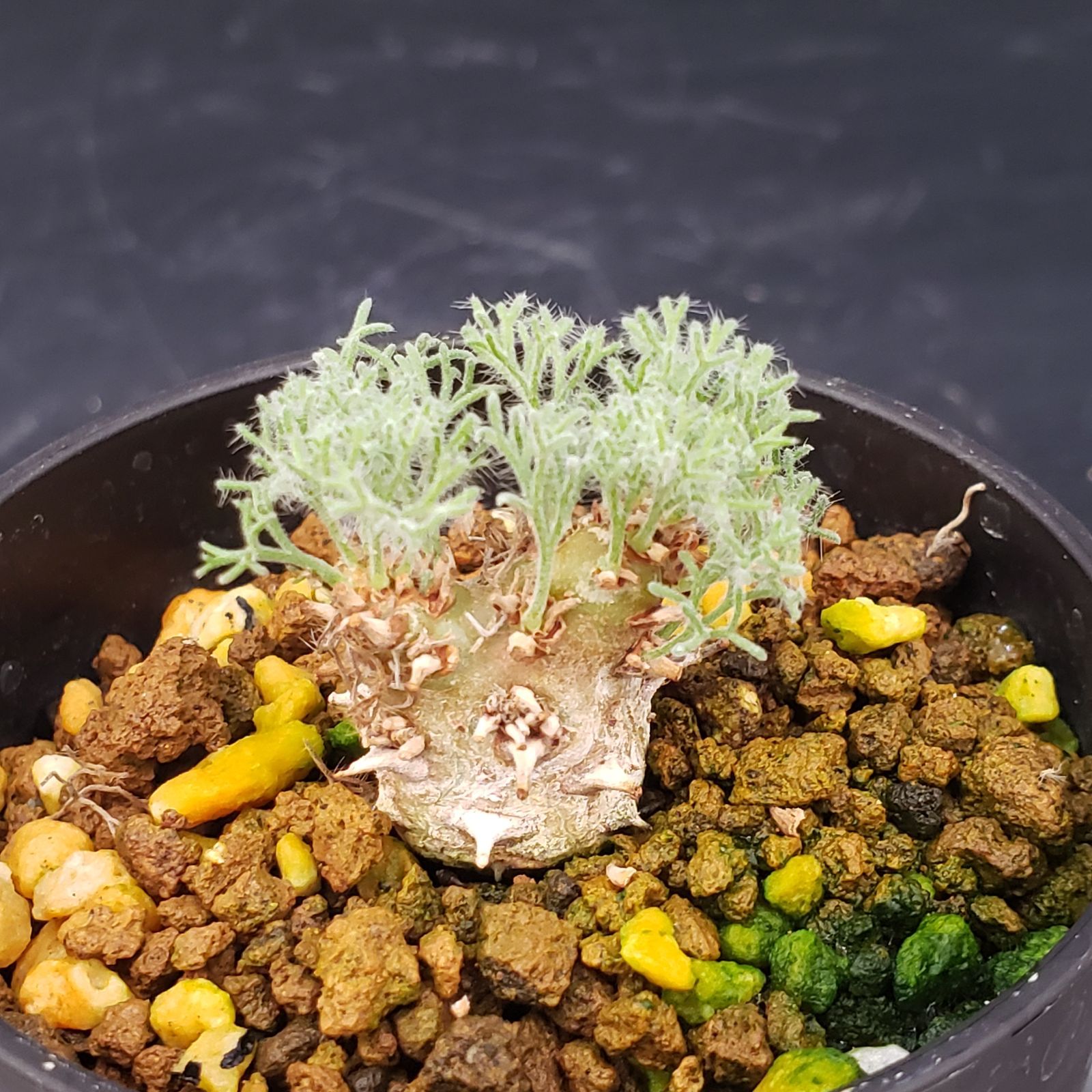 user_2916a88b専用　モンソニア　ペニクリナム2株セット user_2916a88b専用 モンソニア ペニクリナム2株セット user_2916a88b