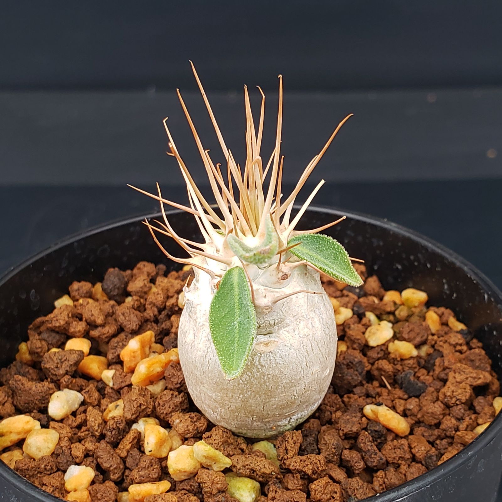 K133【自社養生株】パキポディウム ナマクアナム（発根株・鉢植え