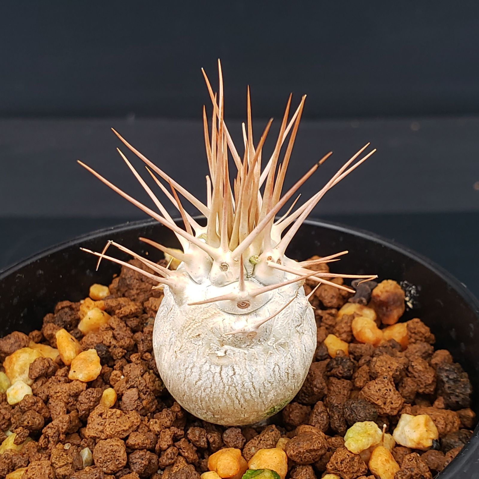 K135【自社養生株】パキポディウム ナマクアナム（発根株・鉢植え