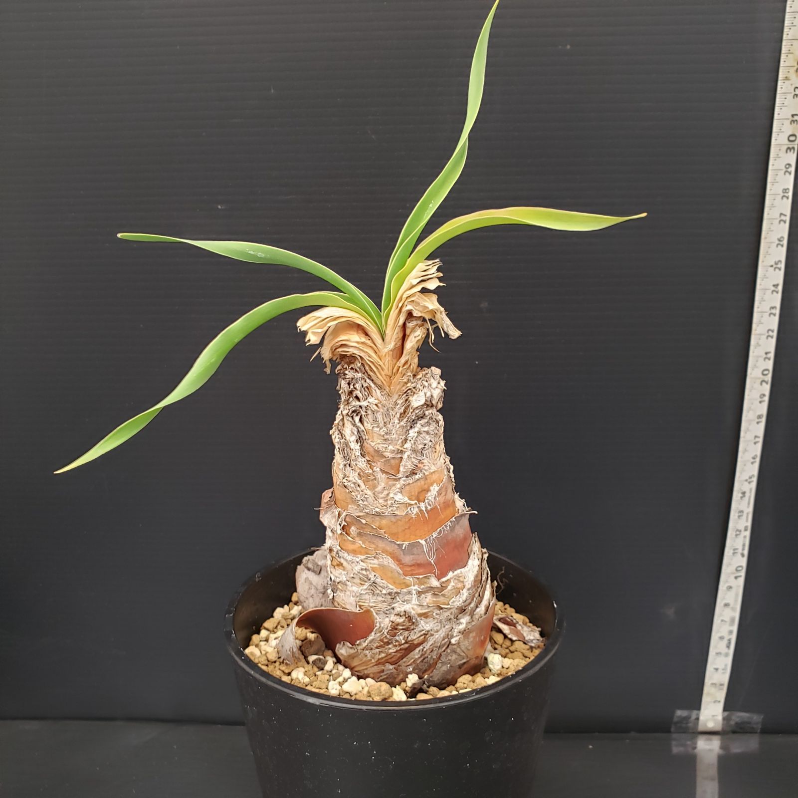 K136【自社養生株】ブーファン ディスティチャ（現地球・発根株