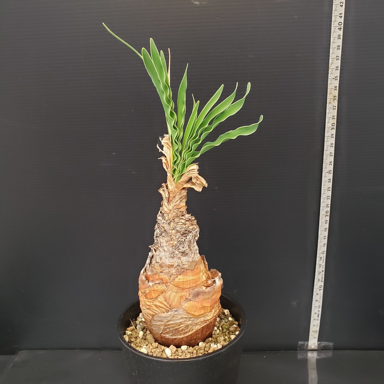 ★ブーファン ディスティチャ 現地球★ K139【自社養生株】ブーファン ディスティチャ（現地球・発根株