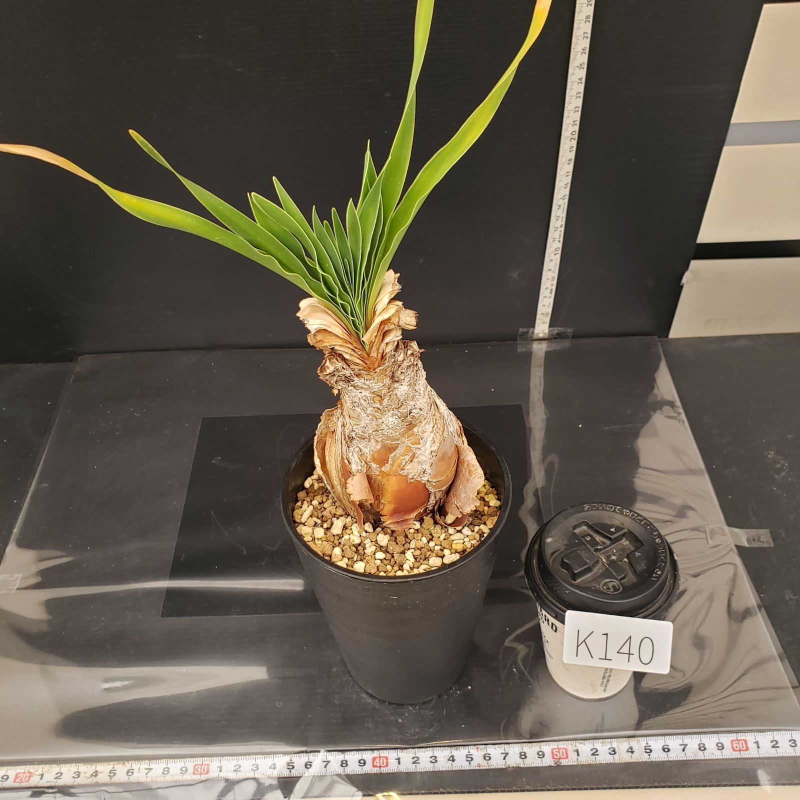 K140【自社養生株】ブーファン ディスティチャ（現地球・発根株