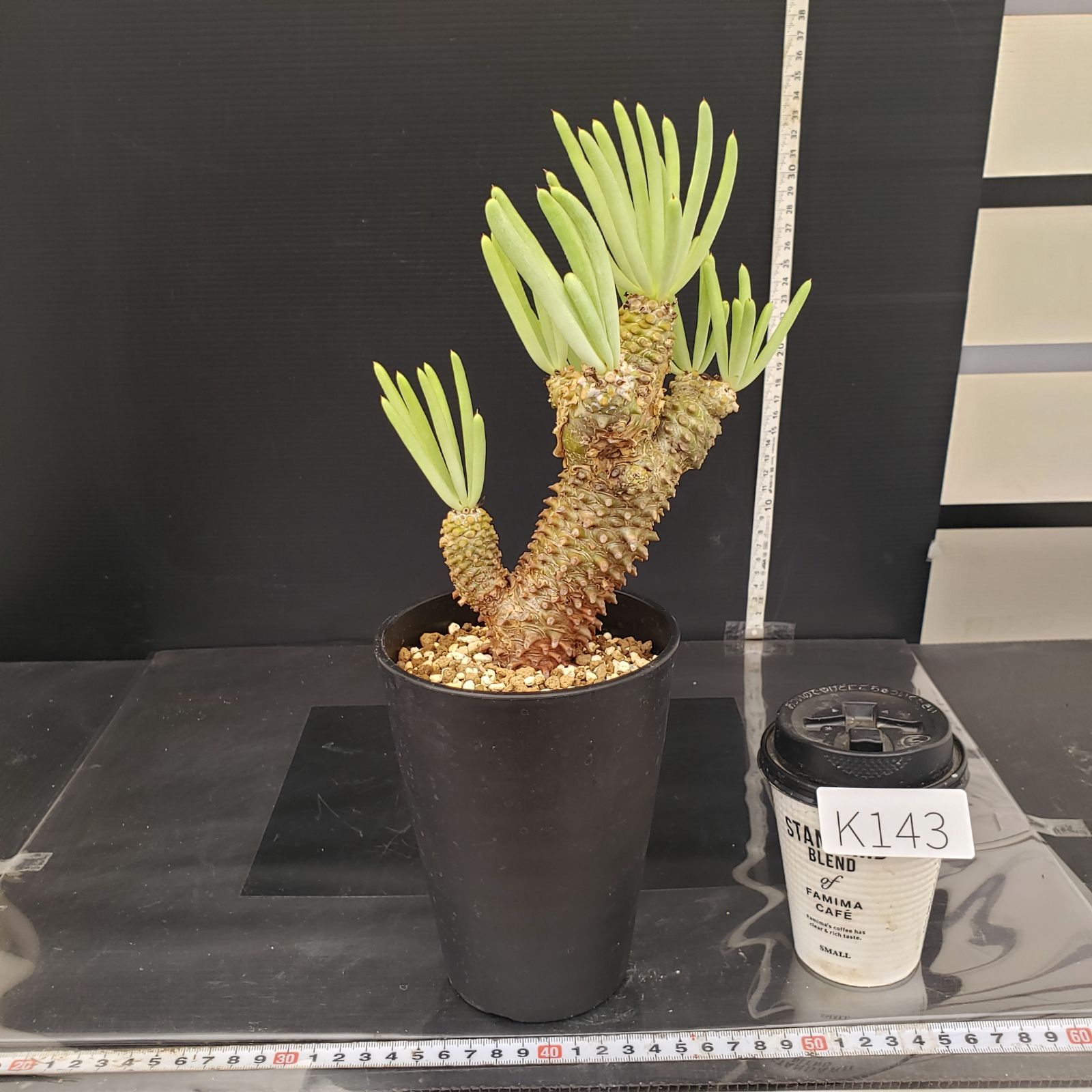 K143【自社養生株】チレコドン ワリチー（現地球・発根株・鉢植え