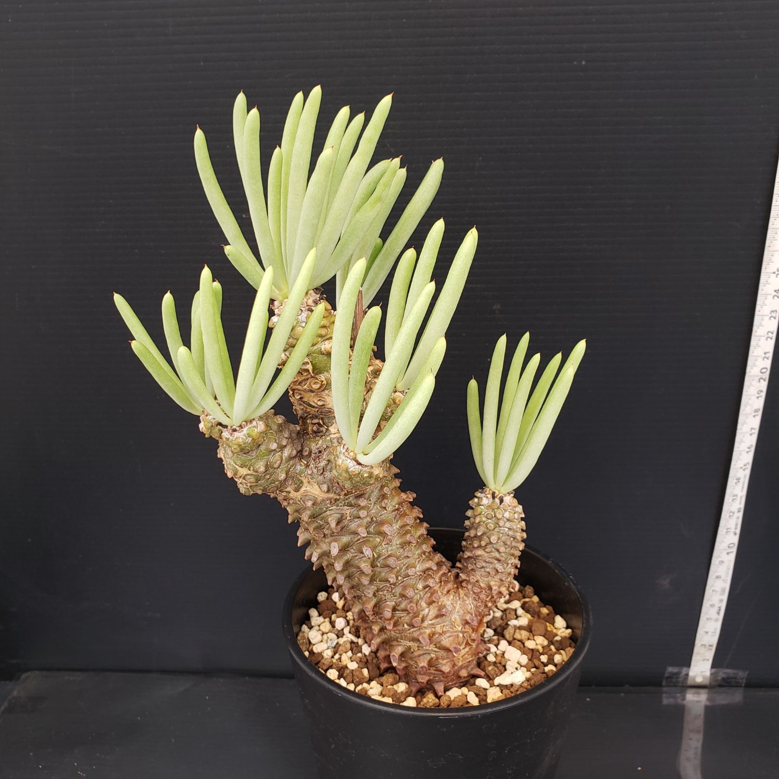 K143【自社養生株】チレコドン ワリチー（現地球・発根株・鉢植え