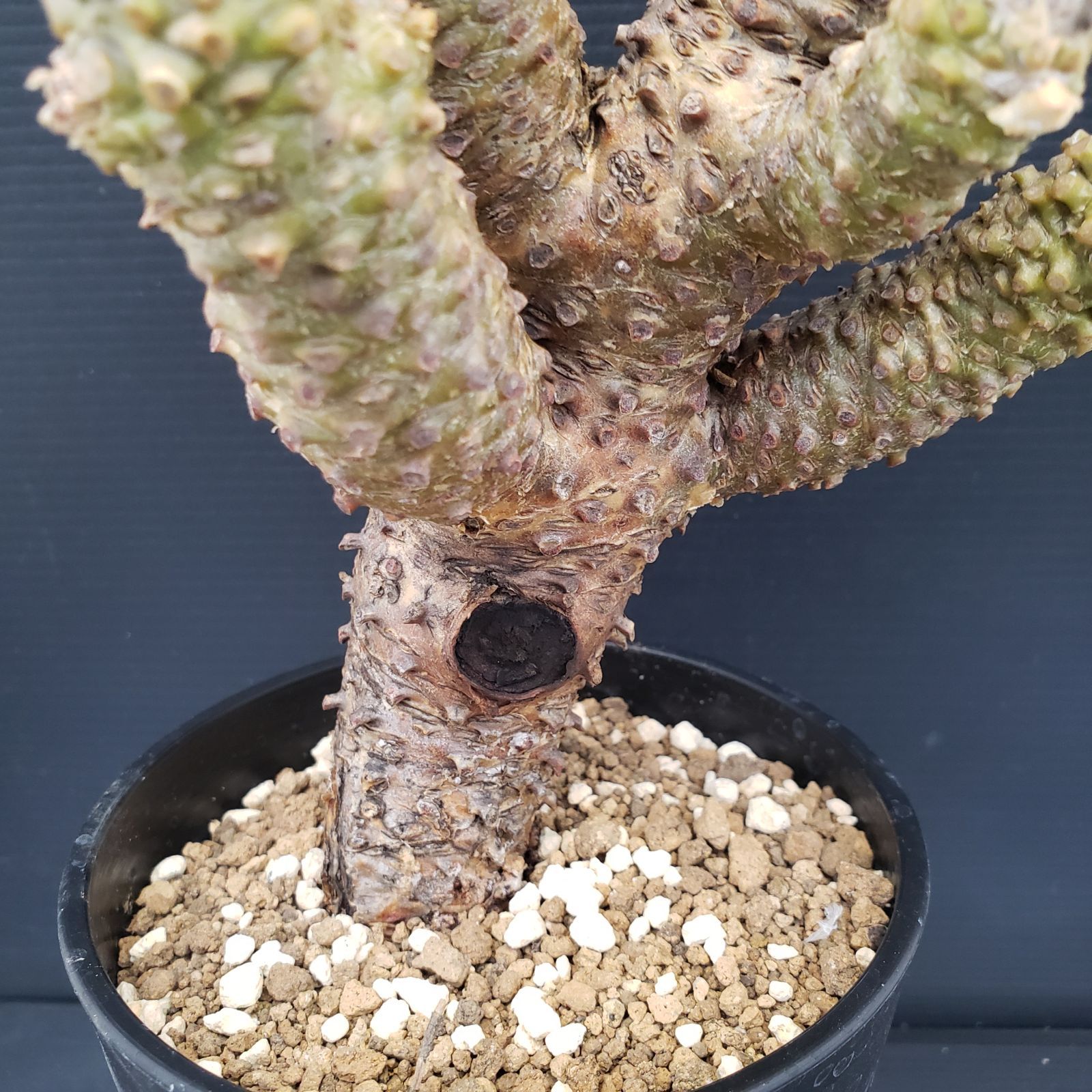 チレコドン ワリチー 現地株 K144【自社養生株】チレコドン ワリチー（現地球・発根株・鉢植え