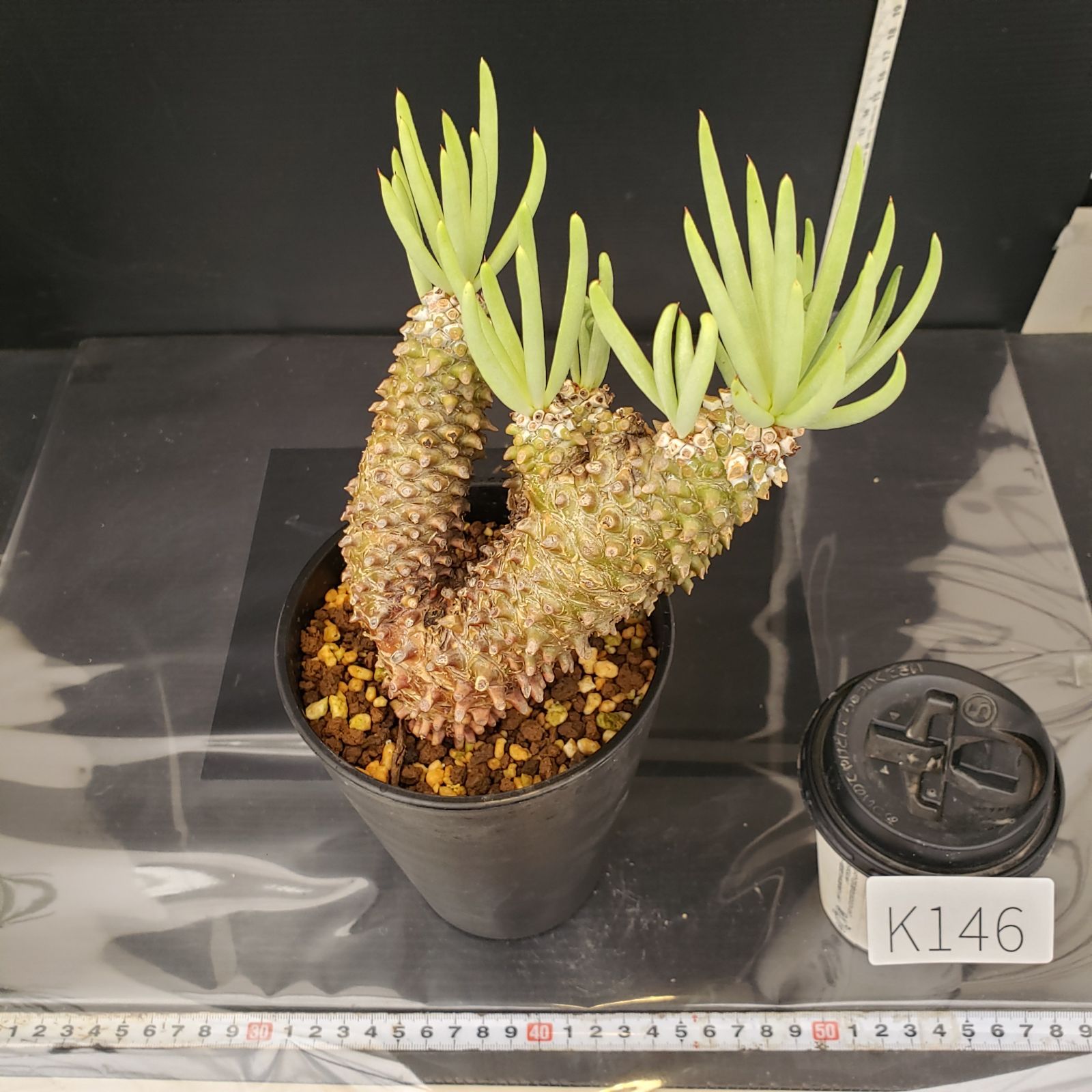 K146【自社養生株】チレコドン ワリチー（現地球・発根株・鉢植え