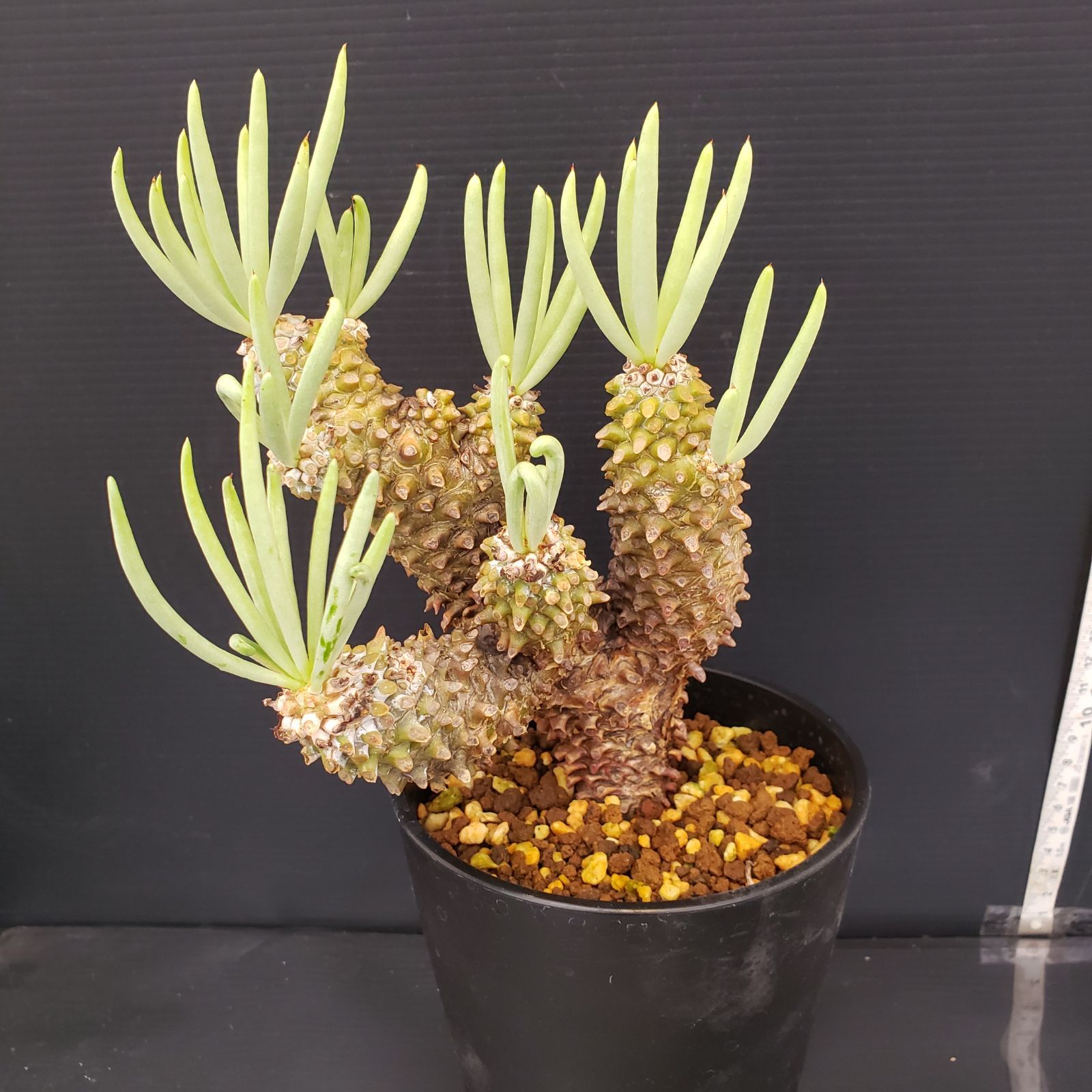 K146【自社養生株】チレコドン ワリチー（現地球・発根株・鉢植え