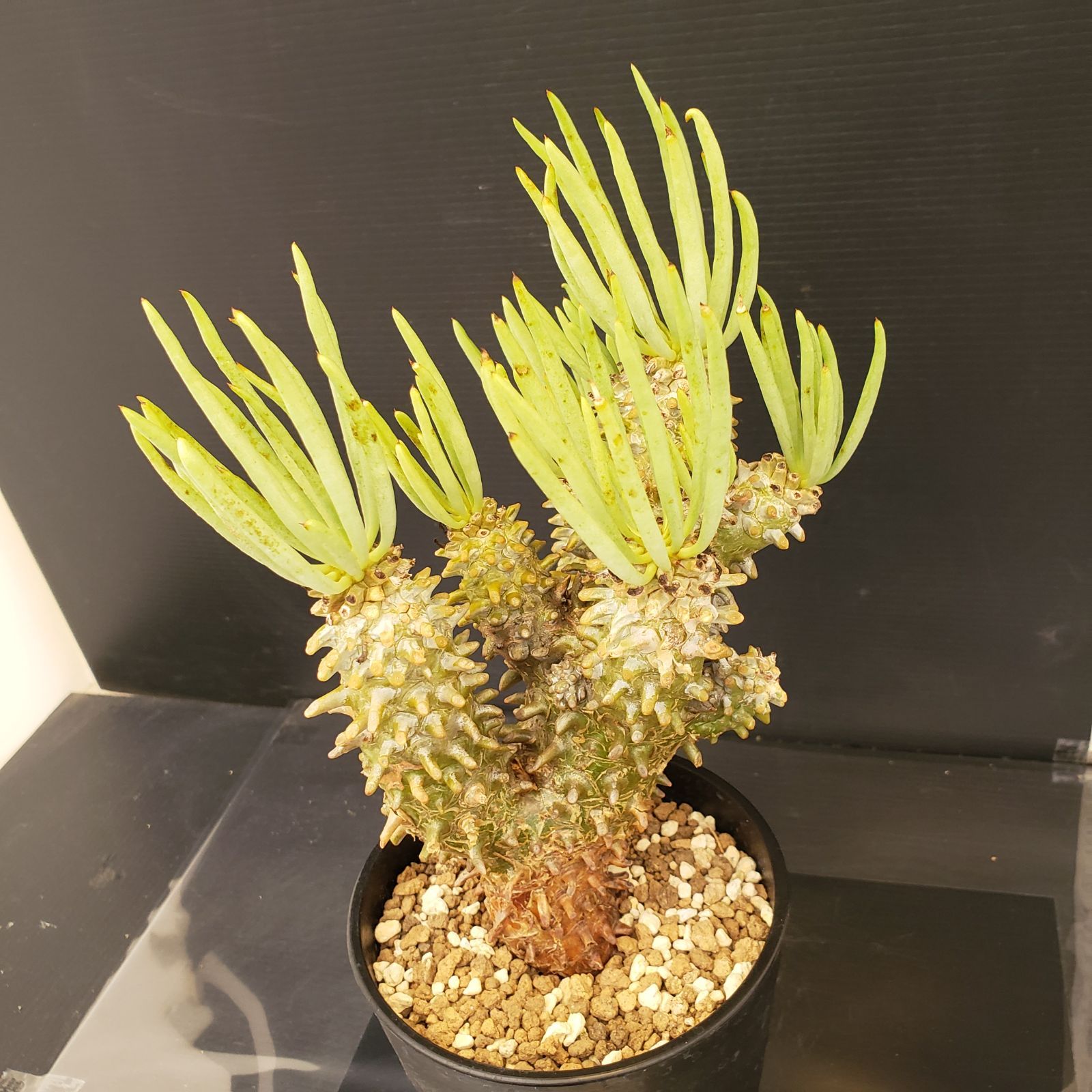 K148【自社養生株】チレコドン ワリチー（現地球・発根株・鉢植え