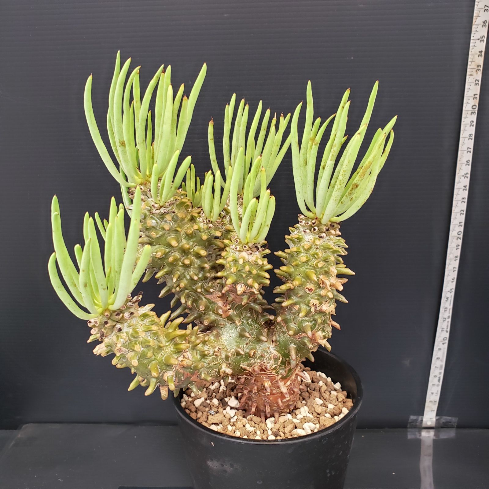 大人気チレコドン・ワリチー現地株☆大株 チレコドン・ワリチー 【公式