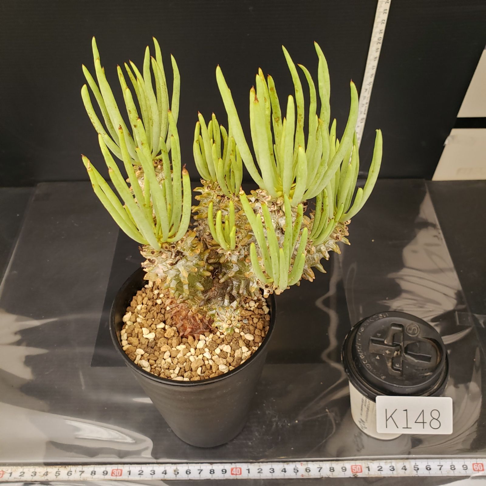 チレコドン ワリチー 現地株 K144【自社養生株】チレコドン ワリチー（現地球・発根株・鉢植え