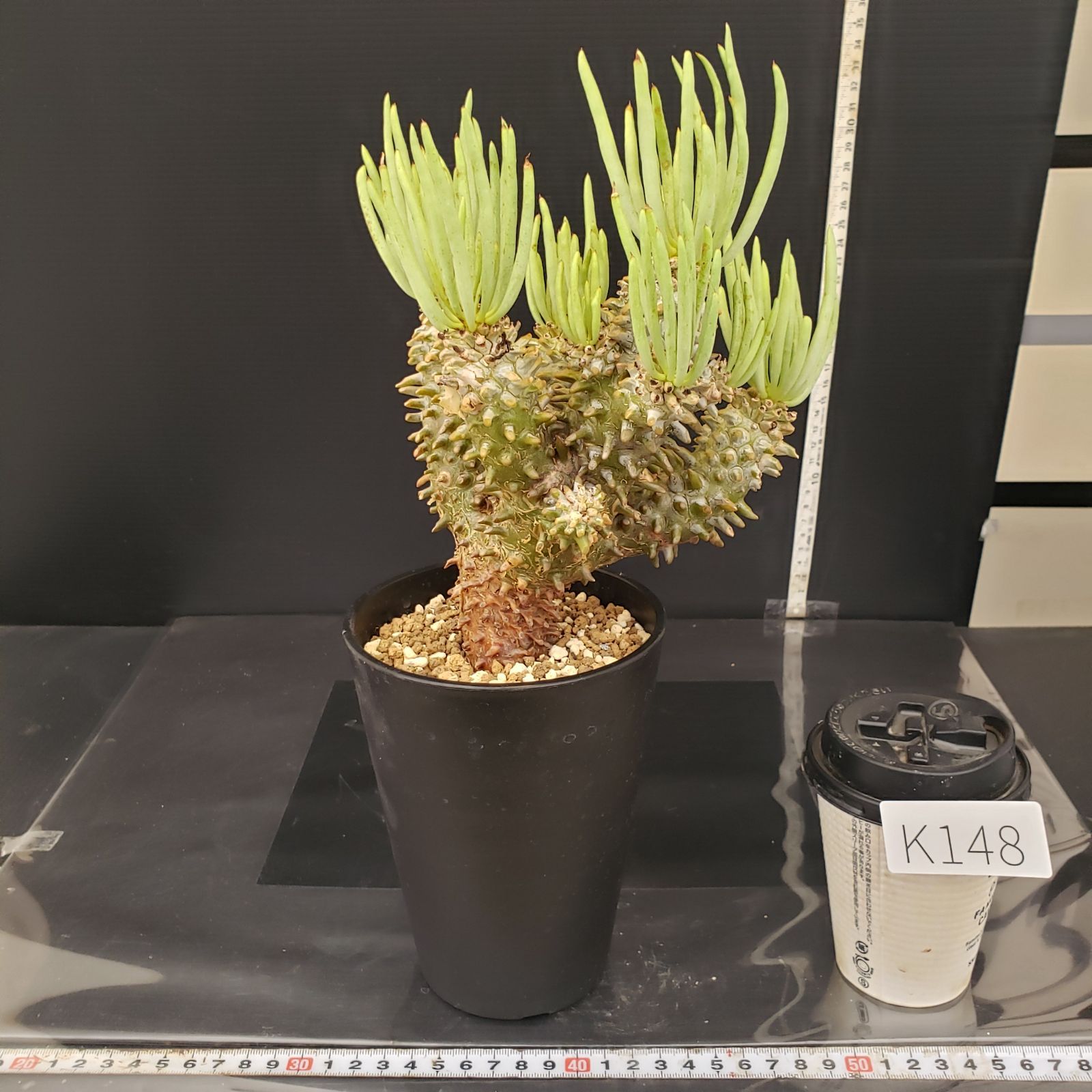 K148【自社養生株】チレコドン ワリチー（現地球・発根株・鉢植え
