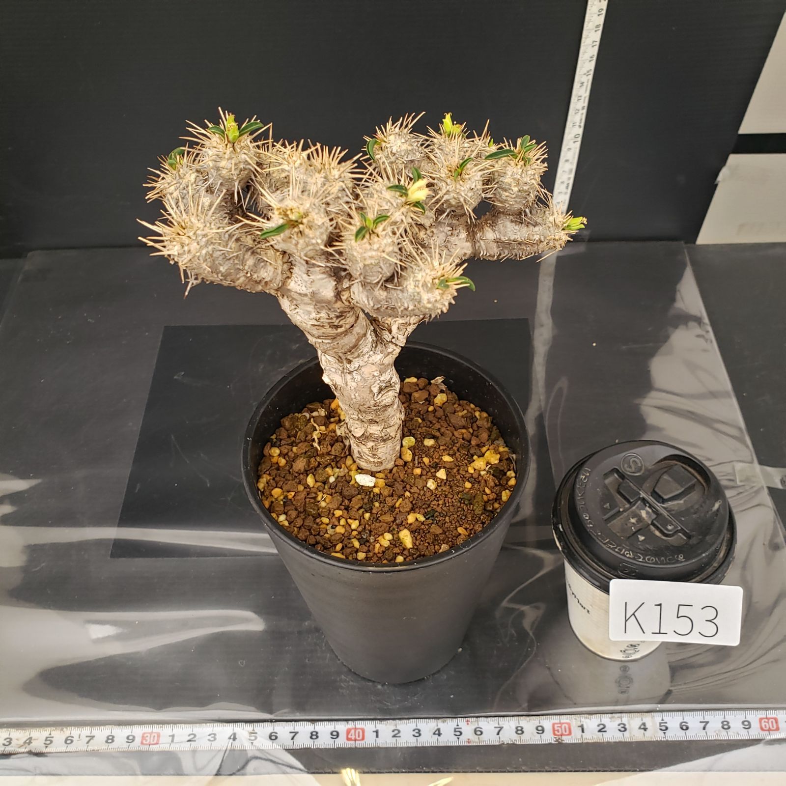 大株★ユーフォルビア ギラウミニアナ コーデックス 現地球 塊根植物 多肉植物 K153【自社養生株】ユーフォルビア ギラウミニアナ（現地球・発根株