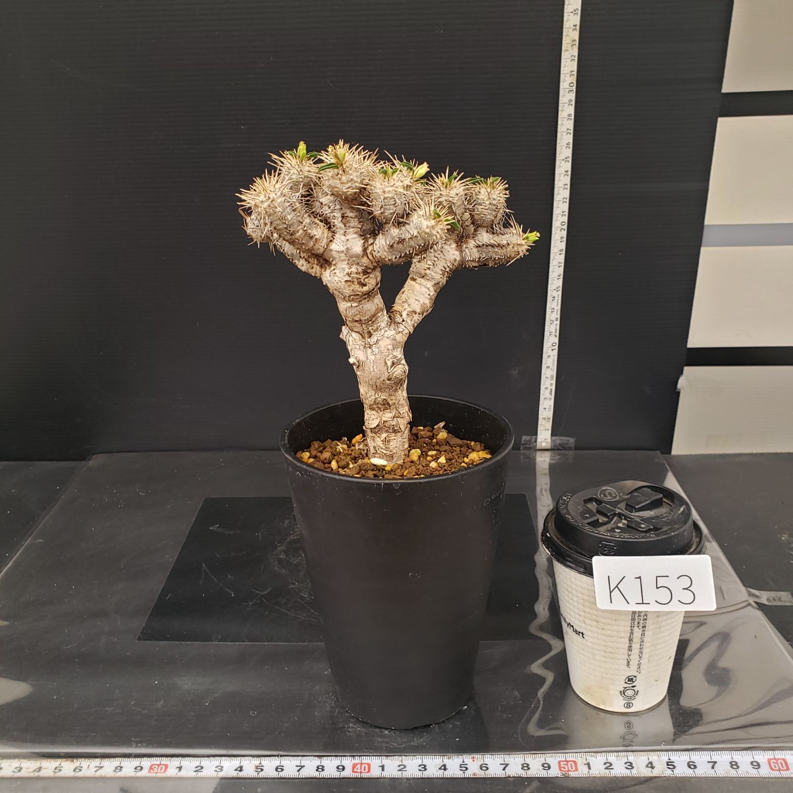 K153【自社養生株】ユーフォルビア ギラウミニアナ（現地球・発根株