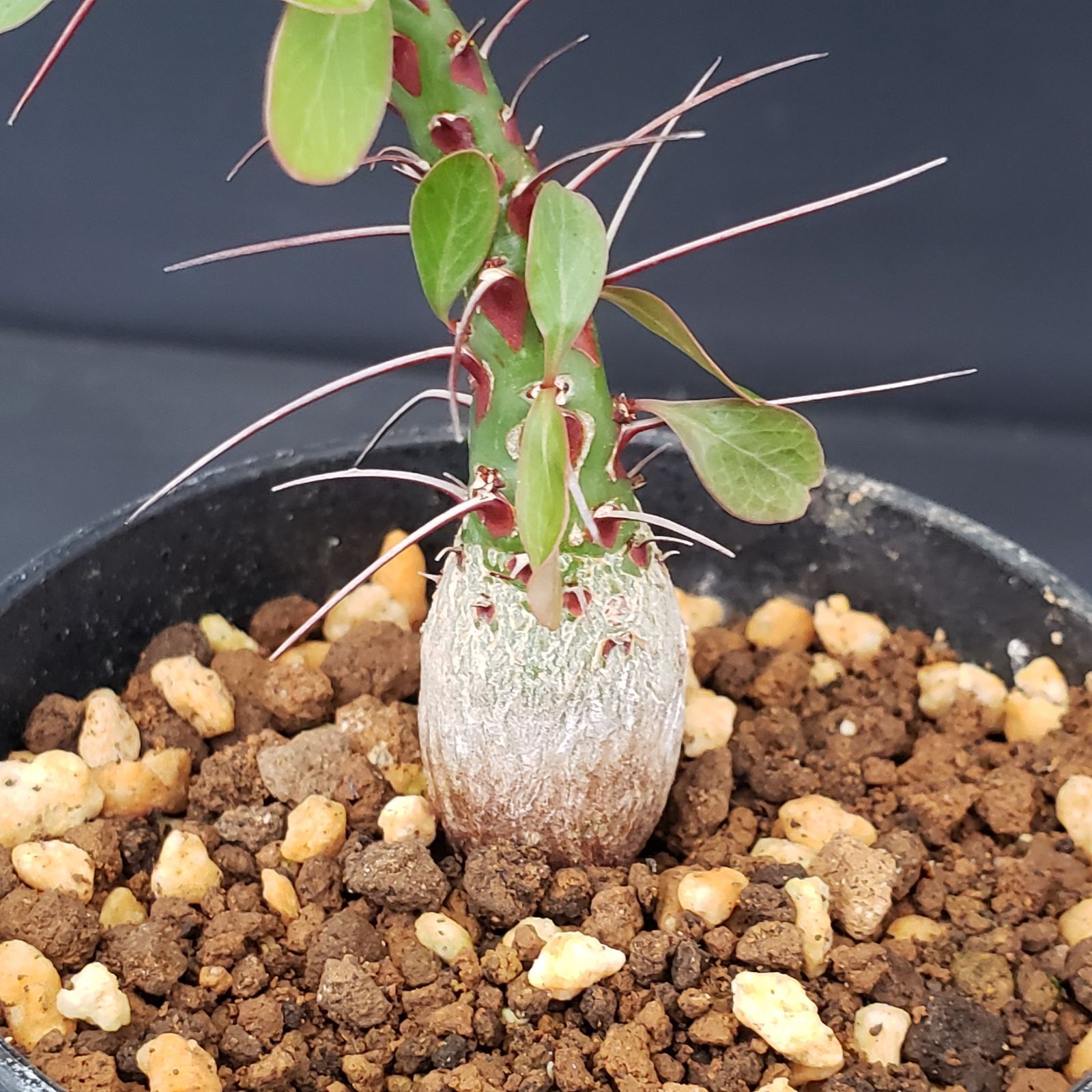 塊根植物 ファシクラータ CHUBBY PLANTS | Fouquieria fasciculata 実生約2年 4、5年もすれば