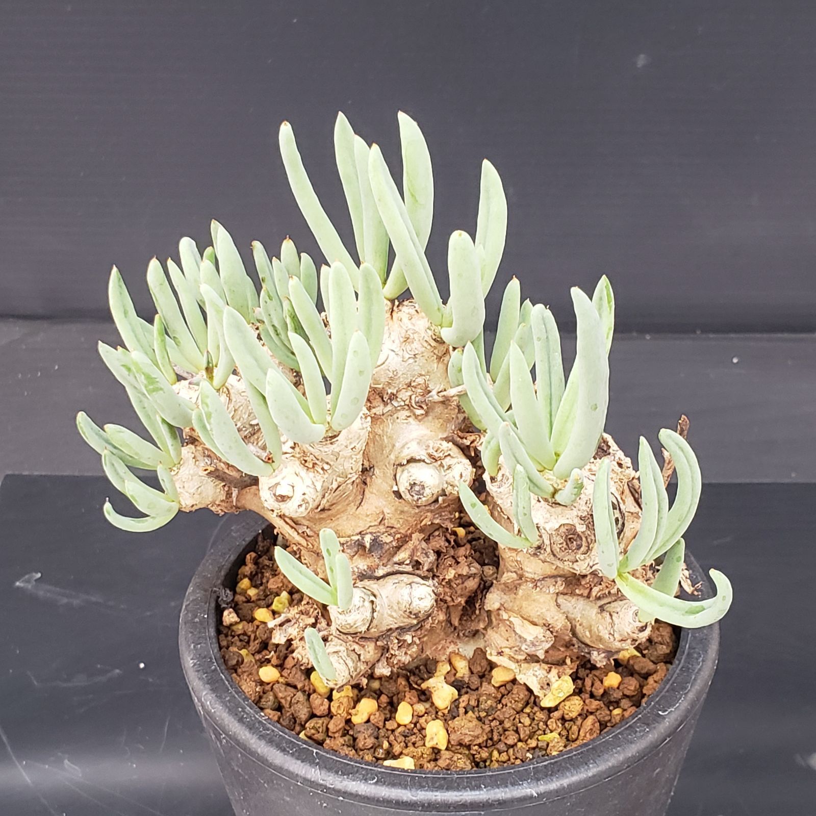 す*ん様 チレコドン レティキュラータス 万物想 現地株 発根済 K160【自社養生株】チレコドン レティキュラータス 万物想（S）（現地