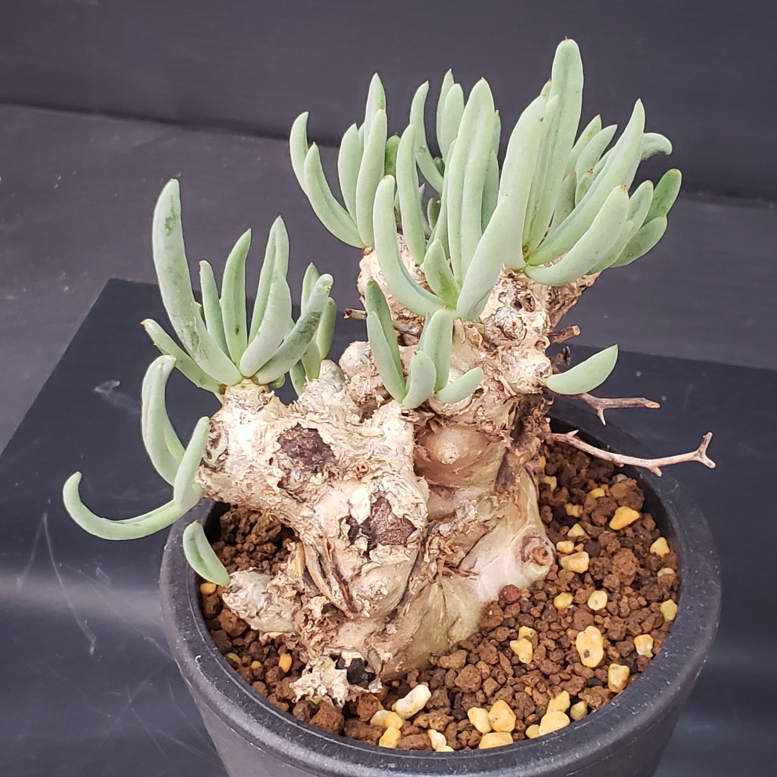 K160【自社養生株】チレコドン レティキュラータス 万物想（S）（現地