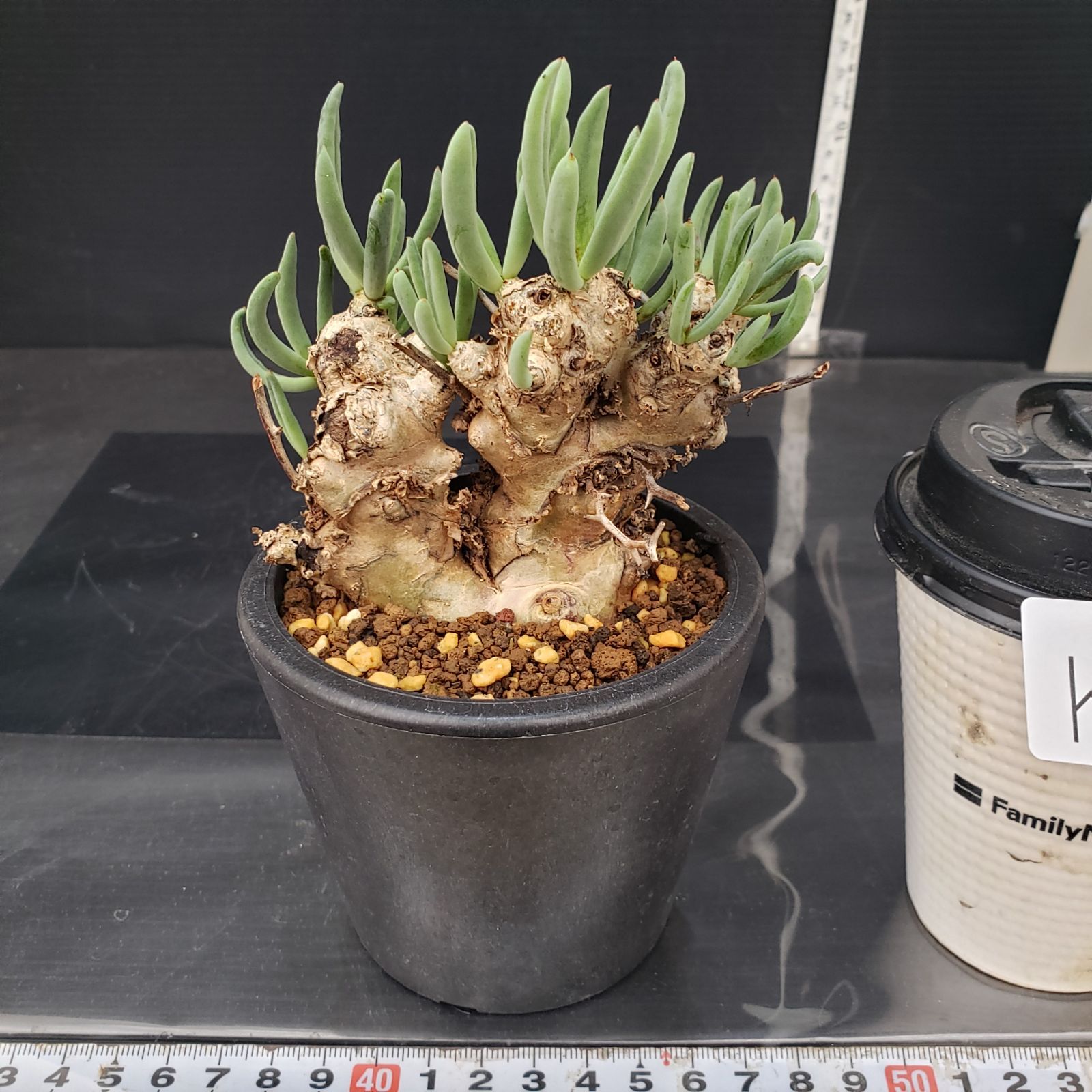 K160【自社養生株】チレコドン レティキュラータス 万物想（S）（現地