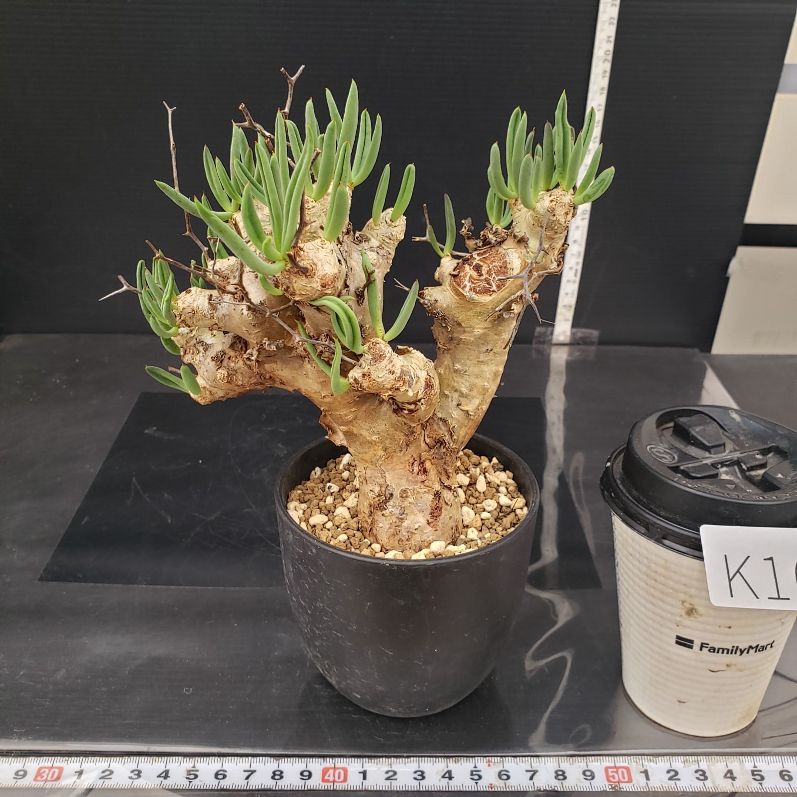 現地株 チレコドン レティキュラータス 万物想 K267【自社養生株】チレコドン レティキュラータス 万物想（MS）（現地