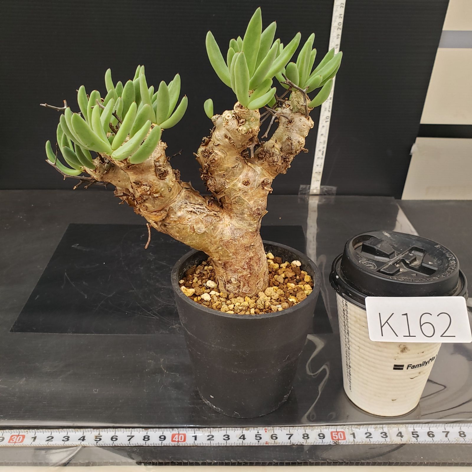 K162【自社養生株】チレコドン レティキュラータス 万物想（S）（現地