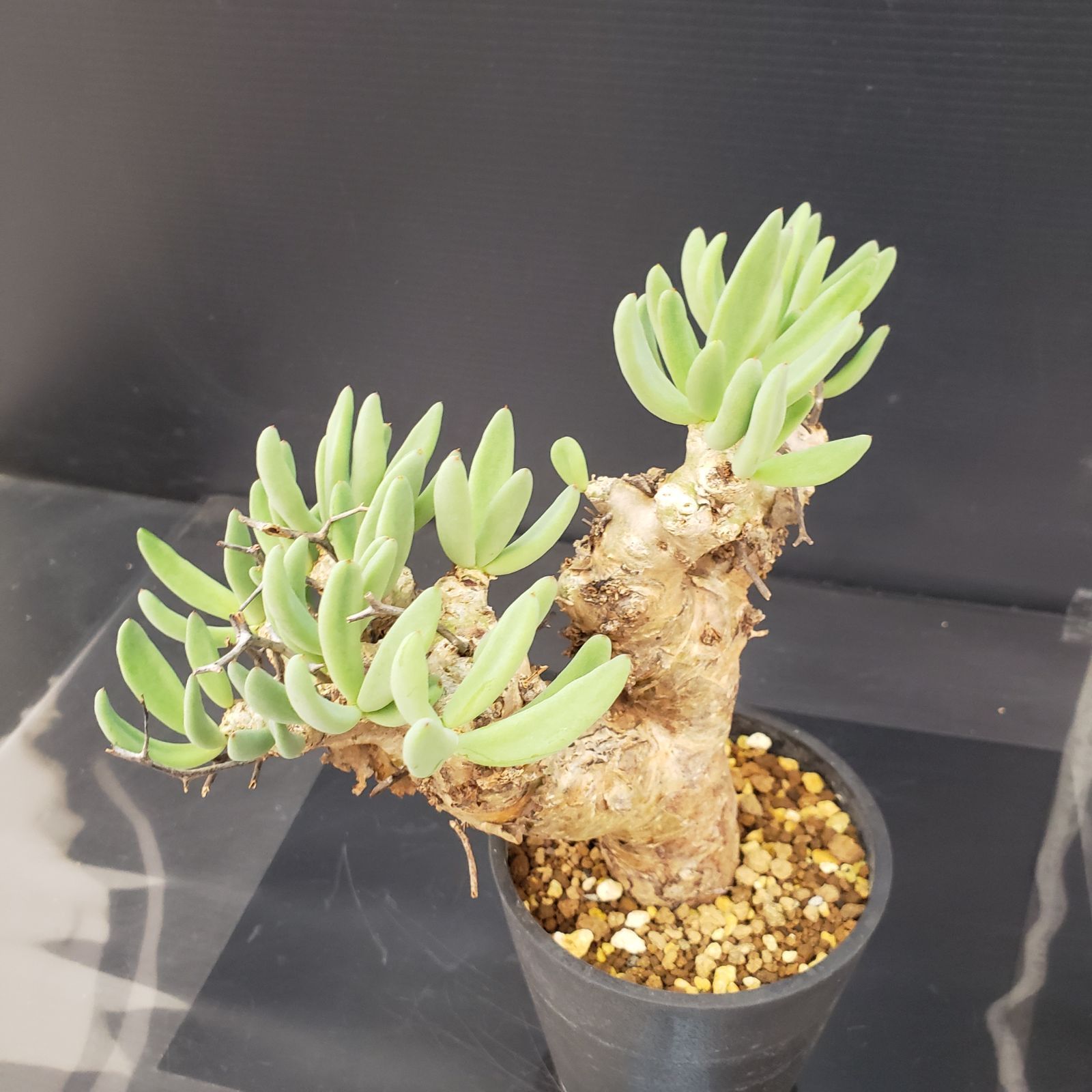 万物想　チレコドン　レティキュラータス 現地球　塊根植物 万物想 輸入球 A2844☆チレコドン レティキュラーツス 多肉植物