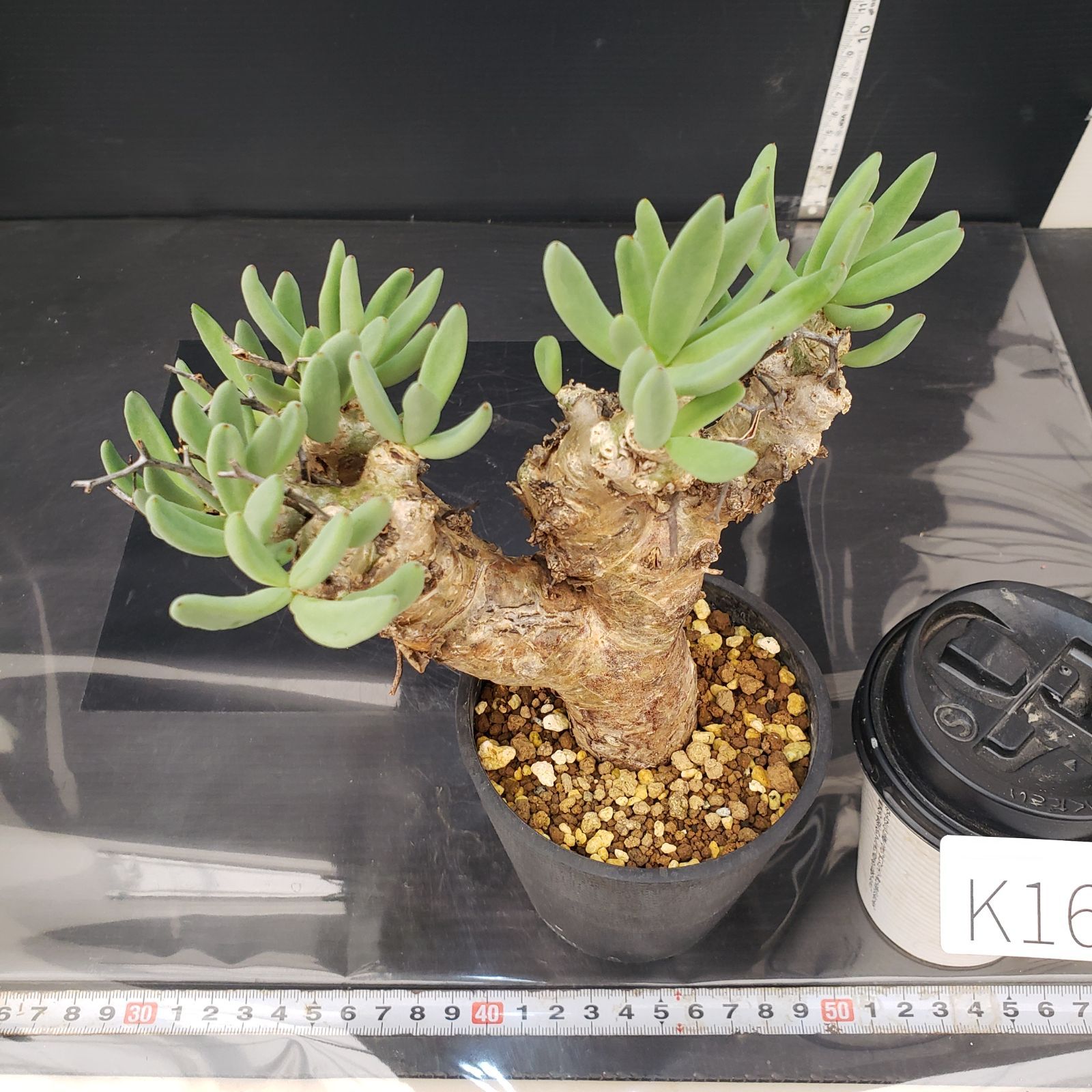 K162【自社養生株】チレコドン レティキュラータス 万物想（S）（現地