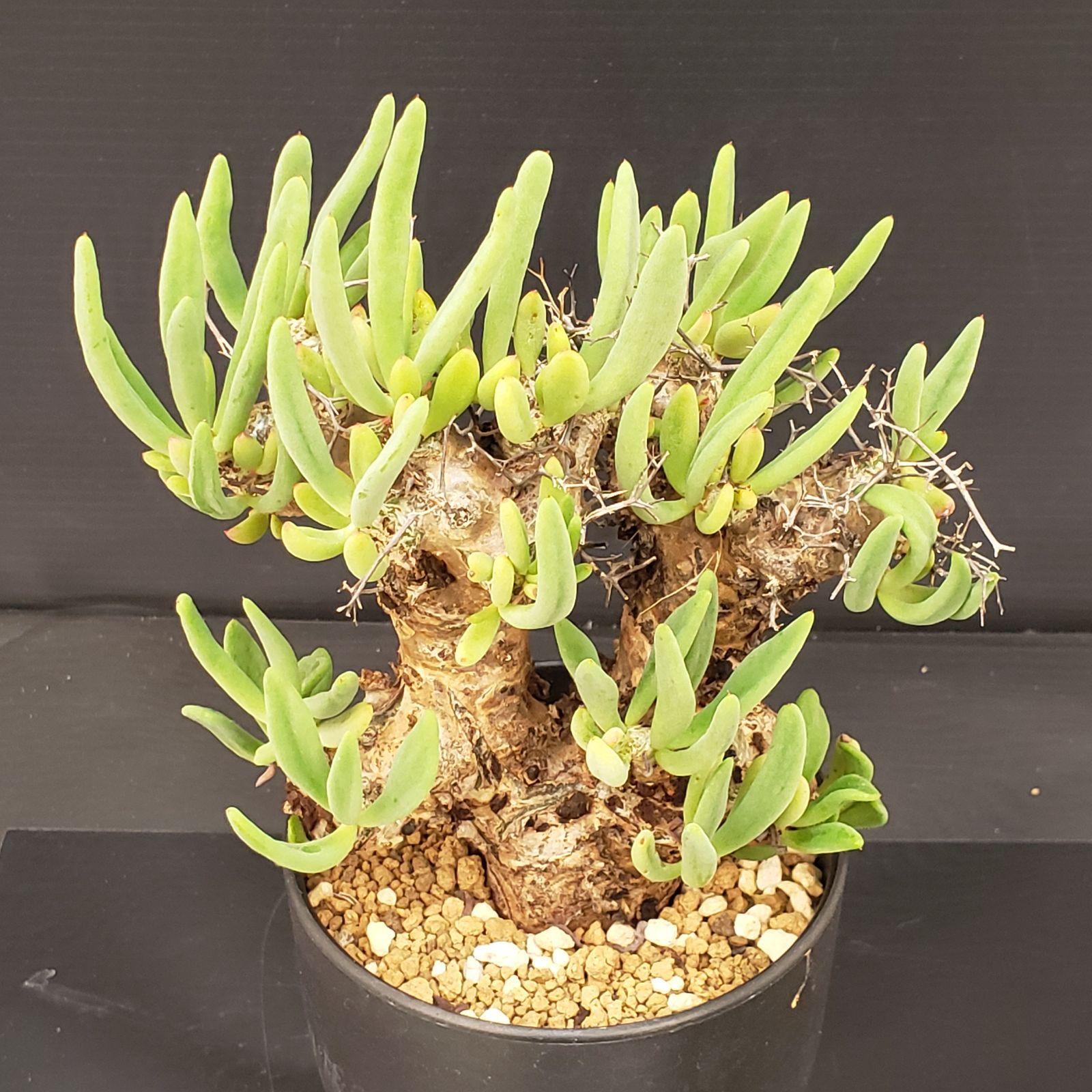 K164【自社養生株】チレコドン レティキュラータス 万物想（S）（現地