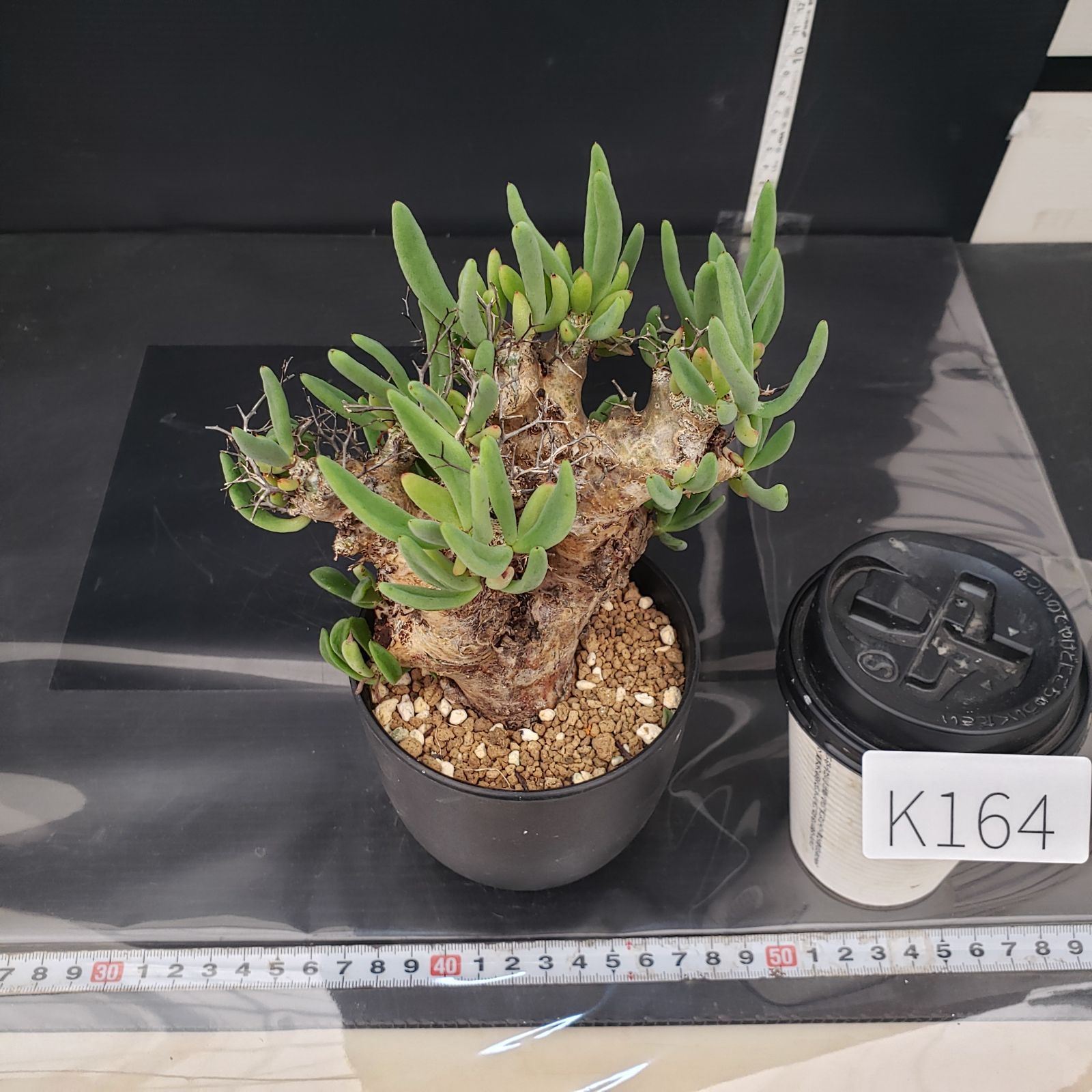 す*ん様 チレコドン レティキュラータス 万物想 現地株 発根済 K164【自社養生株】チレコドン レティキュラータス 万物想（S）（現地