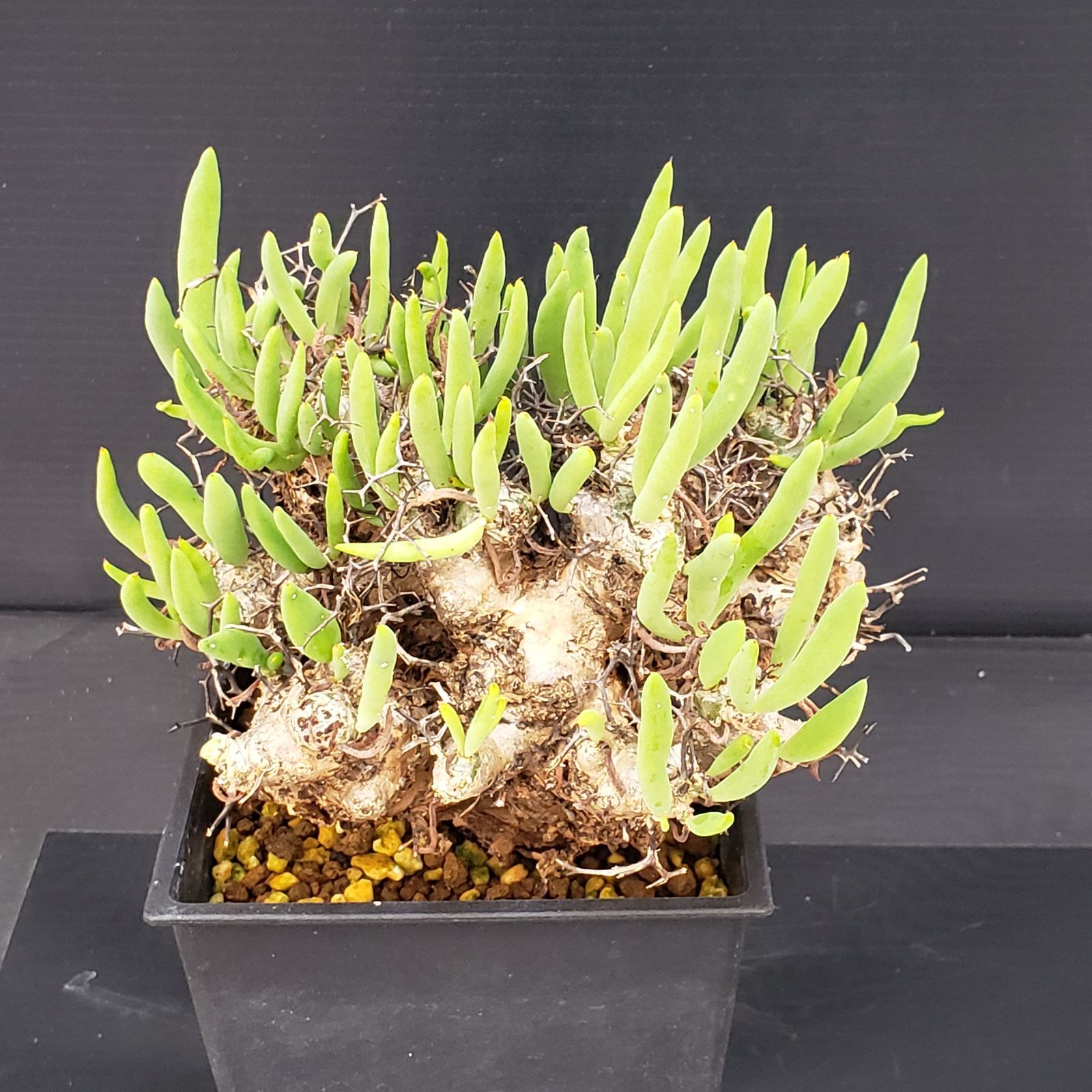 大株❗️ 塊根植物　チレコドン　レキュラータス　万物想　現地球 K269【自社養生株】チレコドン レティキュラータス 万物想（M）（現地