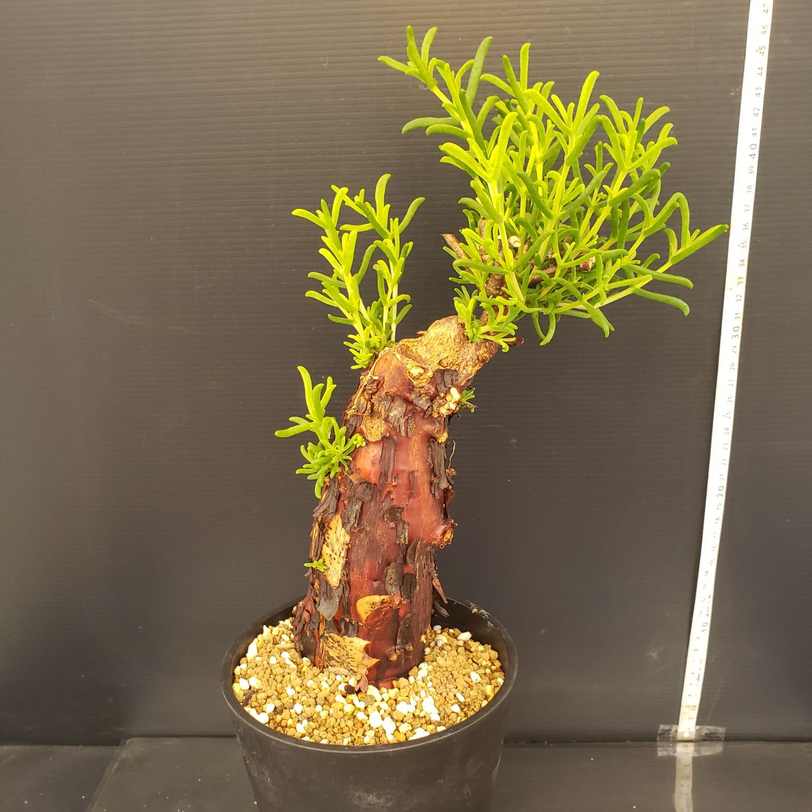 メストクレマ 大株 良樹形 鉢ごと 超メルカリ市限定 K174【自社養生株】メストクレマ（M）（現地球・発根株・鉢植え