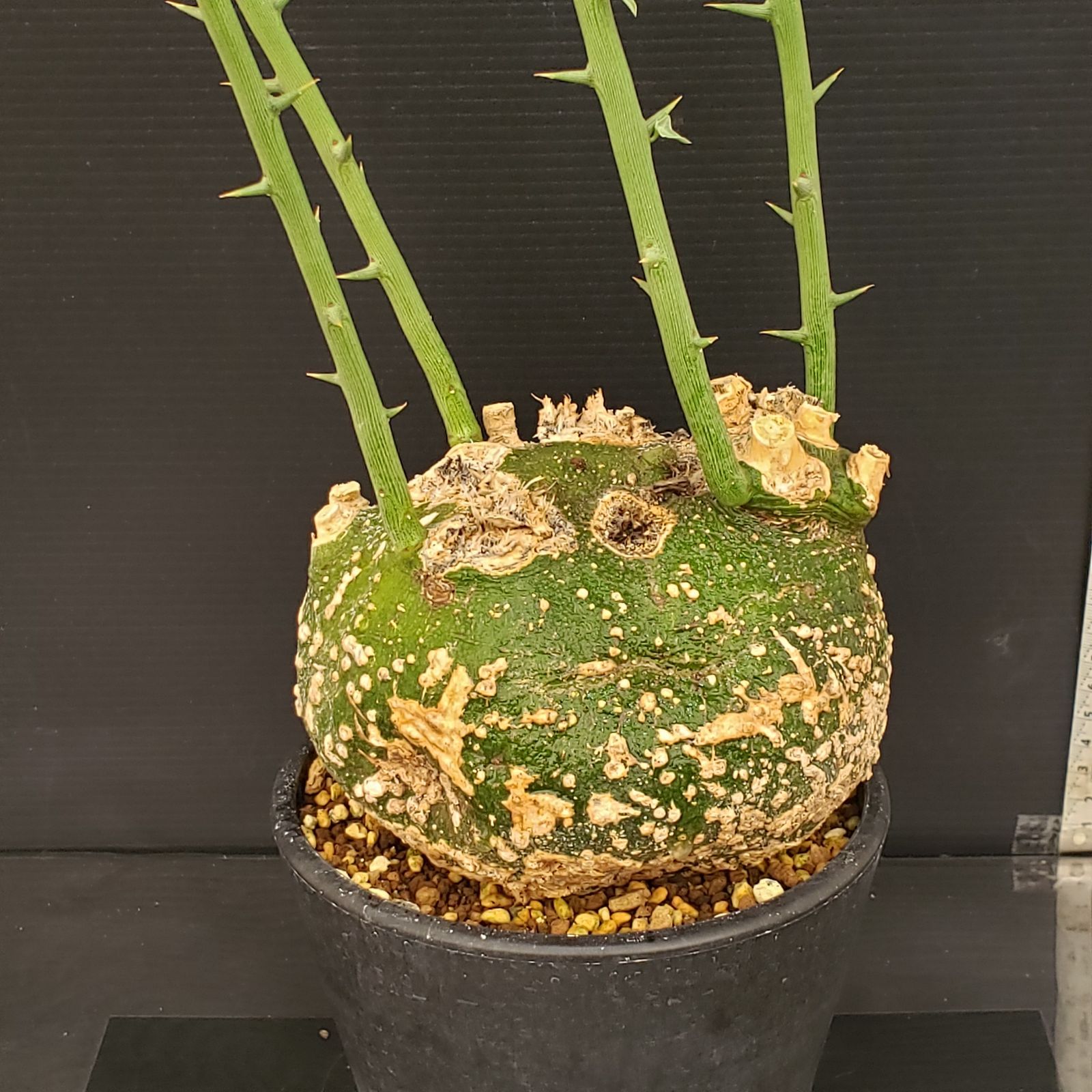 アデニア プセウドグロボーサ 現地球 アデニア プセウドグロボーサ 現地球