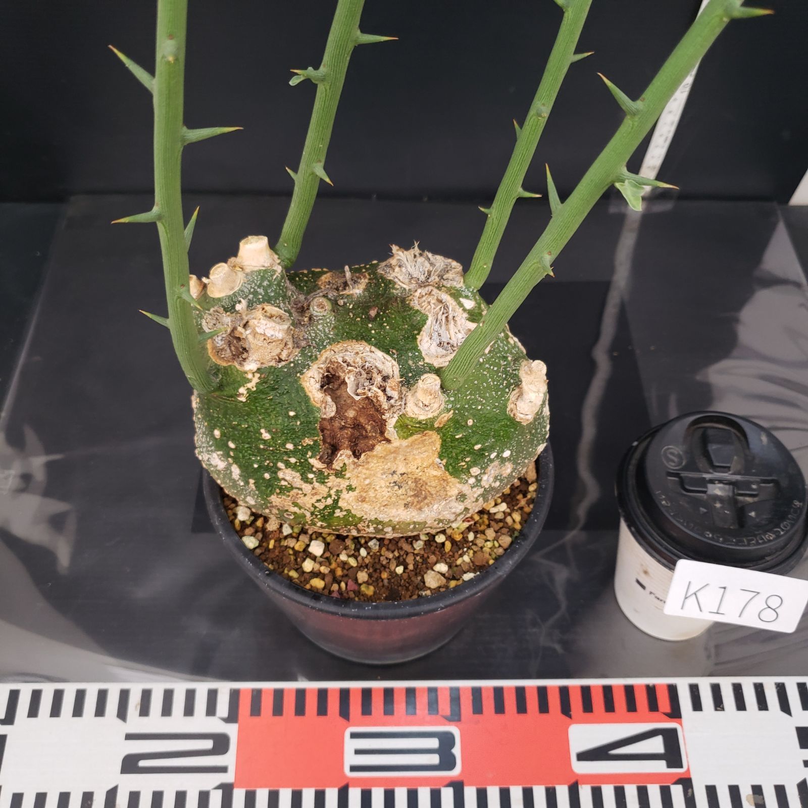 K178【自社養生株】アデニア プセウドグロボーサ（現地球・発根株