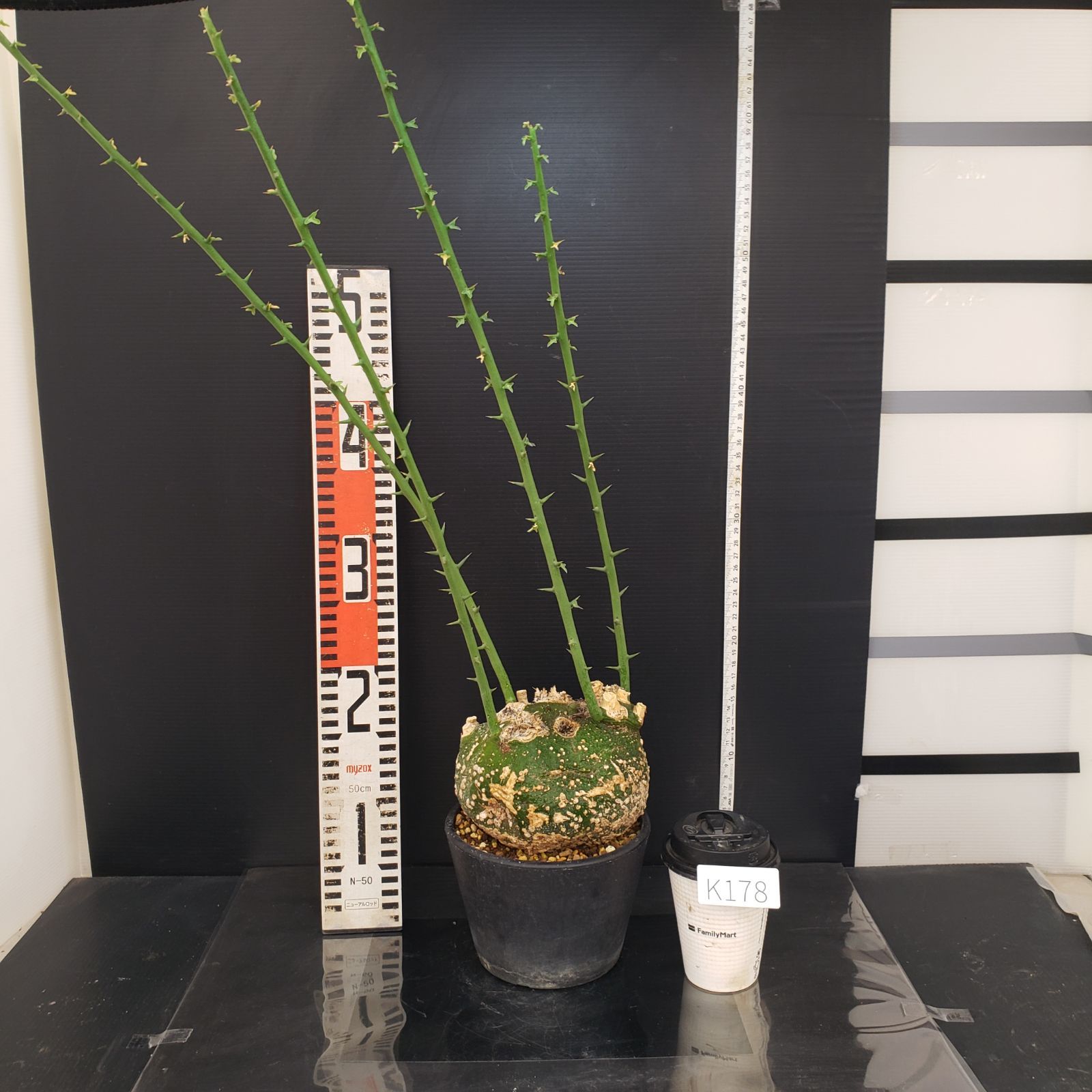 K178【自社養生株】アデニア プセウドグロボーサ（現地球・発根株