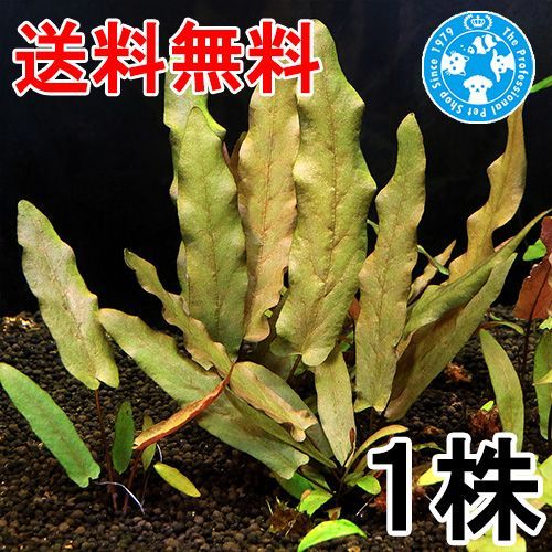 ネコポス）バルクラヤsp． カンボジア産（水中葉）（無農薬）（1株