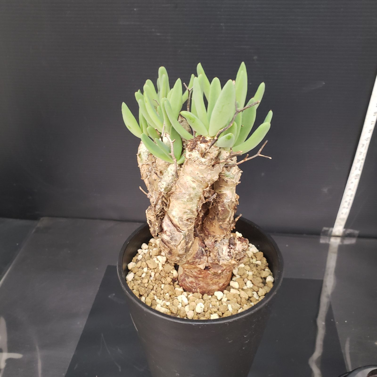 K179【自社養生株】チレコドン レティキュラータス 万物想（MS）（現地