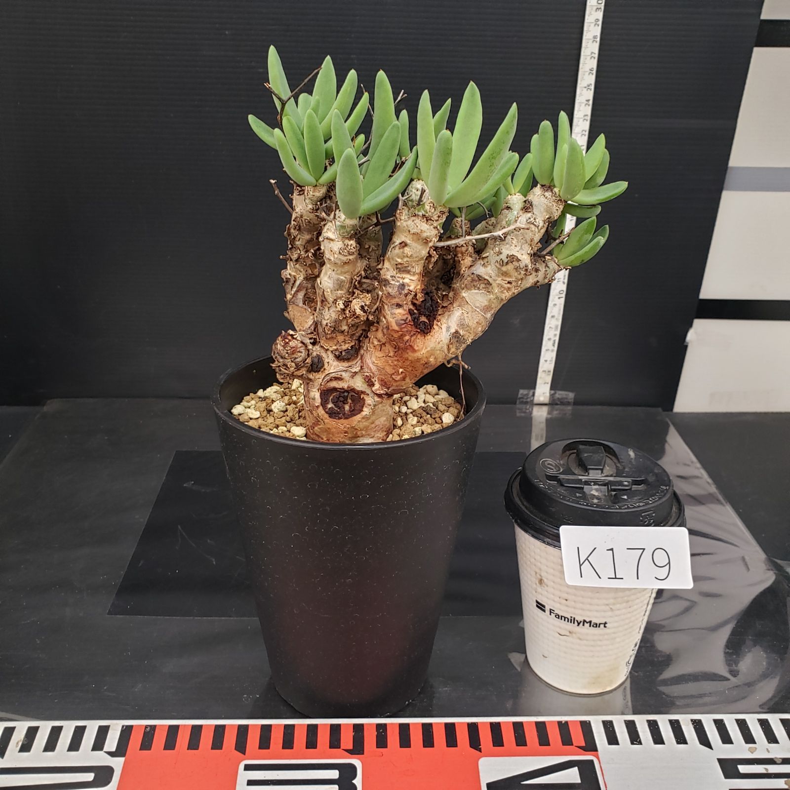 K179【自社養生株】チレコドン レティキュラータス 万物想（MS）（現地