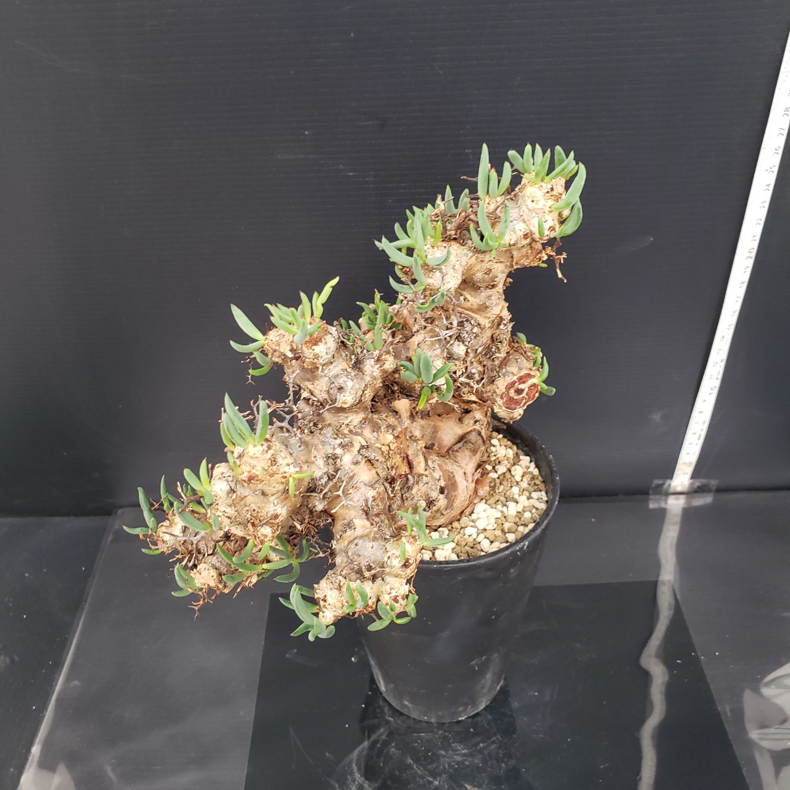 K185【自社養生株】チレコドン レティキュラータス 万物想（MS）（現地