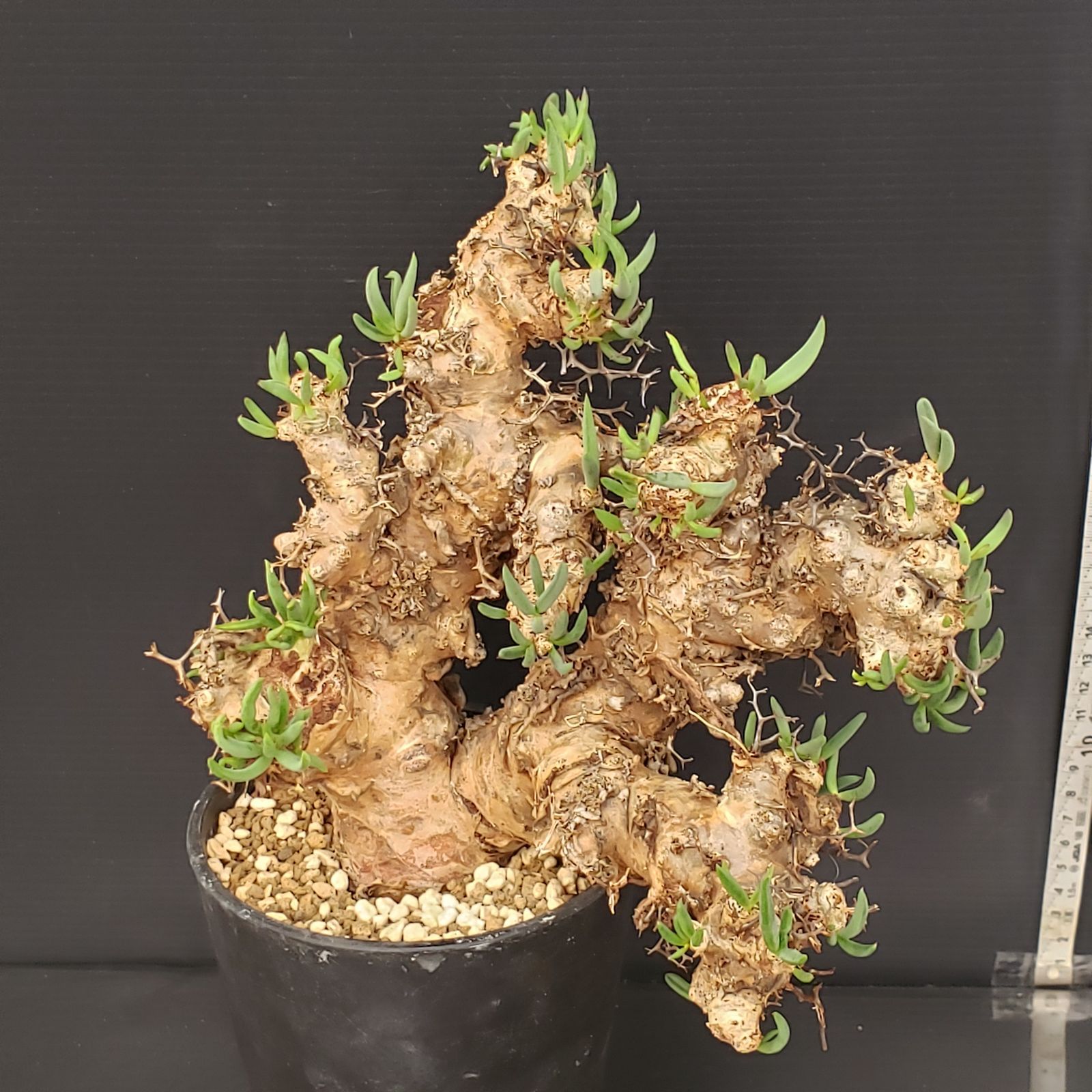 K185【自社養生株】チレコドン レティキュラータス 万物想（MS）（現地