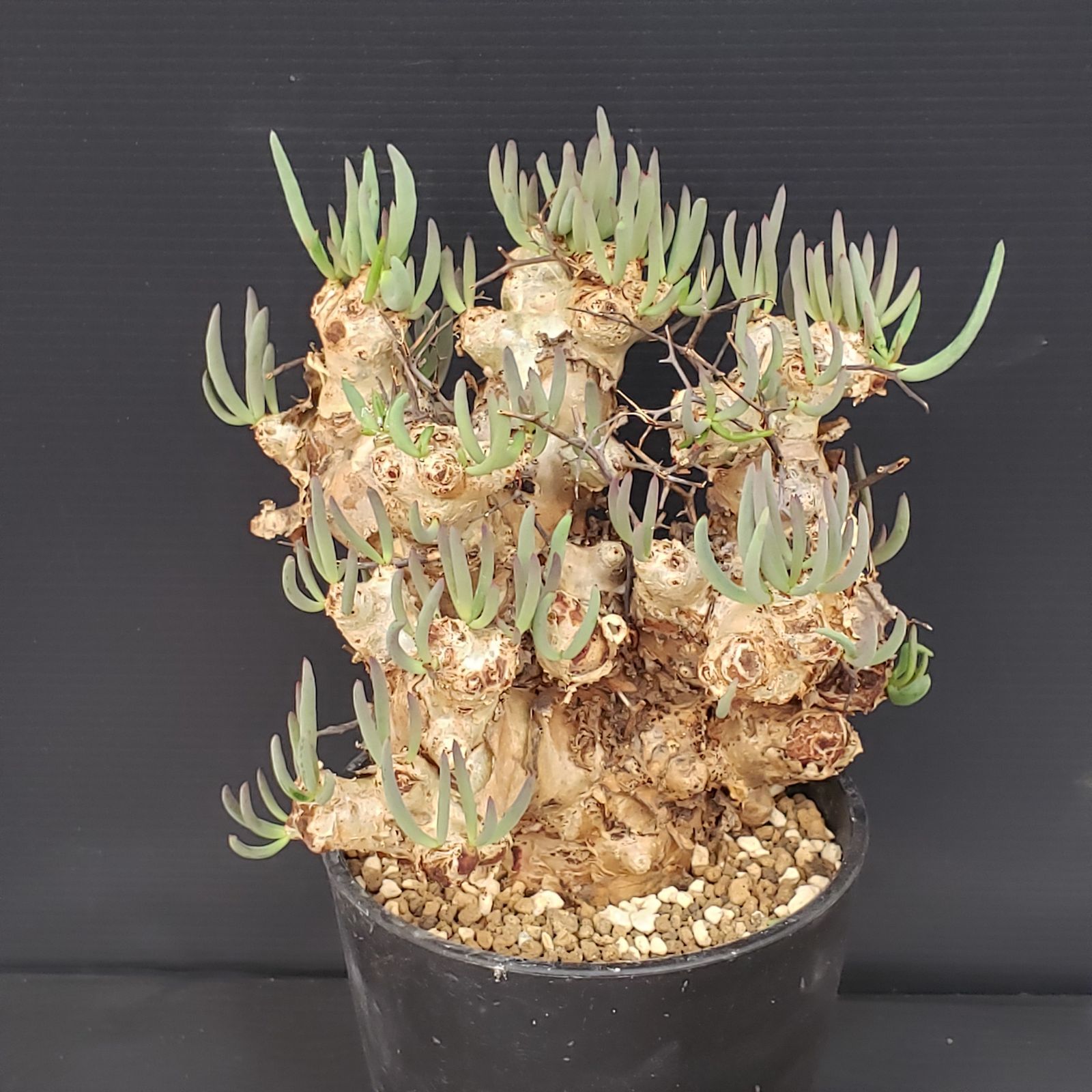 大株❗️ 塊根植物　チレコドン　レキュラータス　万物想　現地球 K188【自社養生株】チレコドン レティキュラータス 万物想（MS）（現地