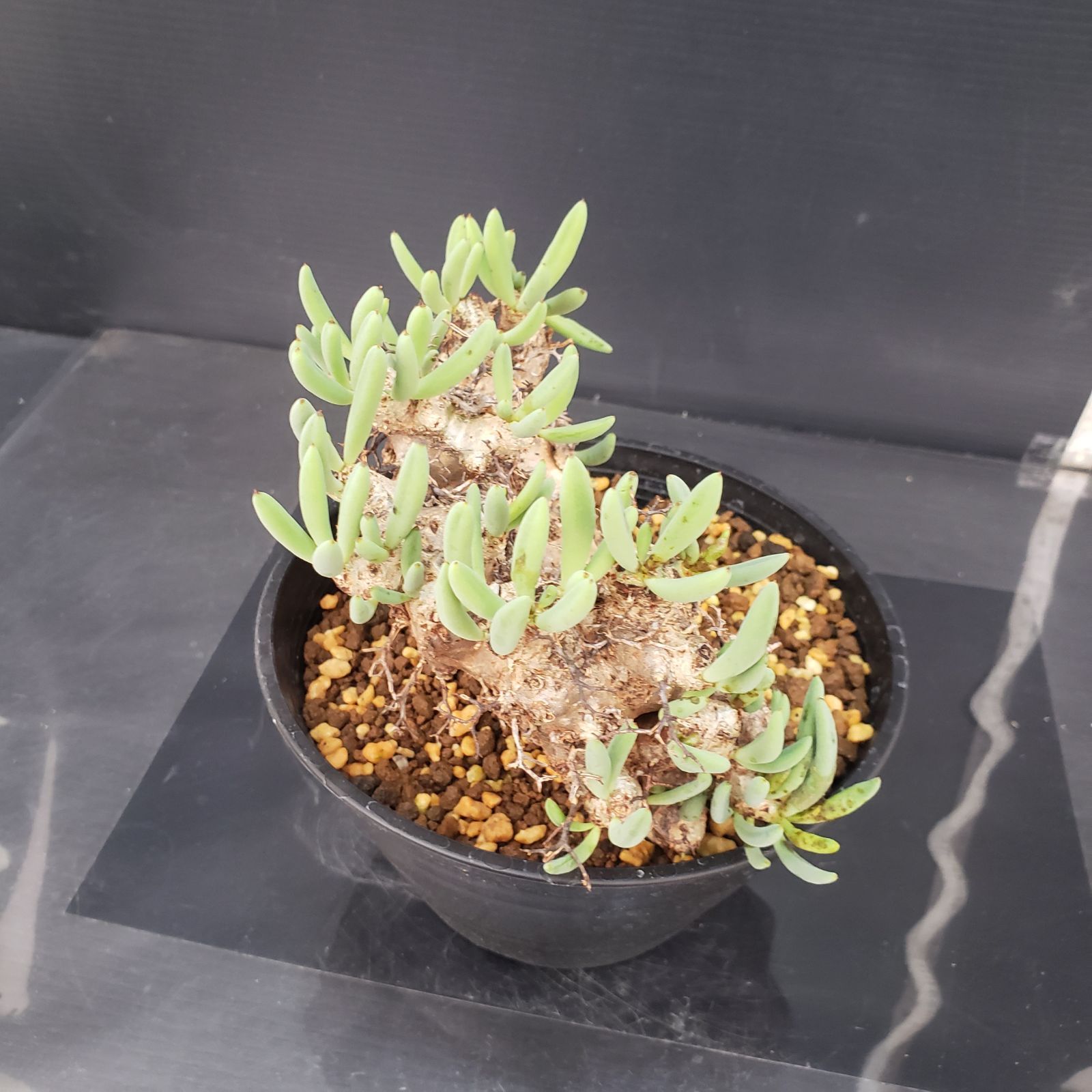 K190【自社養生株】チレコドン レティキュラータス 万物想（M）（現地