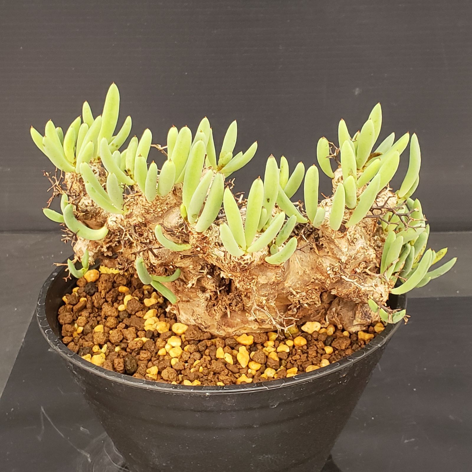 K190【自社養生株】チレコドン レティキュラータス 万物想（M）（現地