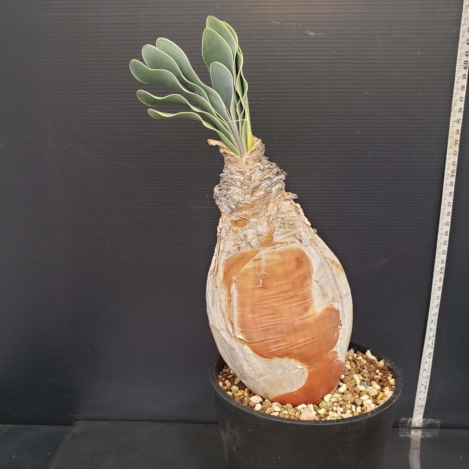 セ*道様 K11「球根植物」ブーファン ハエマンソイデス 産地株 20株 セ*道様 K11「球根植物」ブーファン ハエマンソイデス 産地株 20株 セ