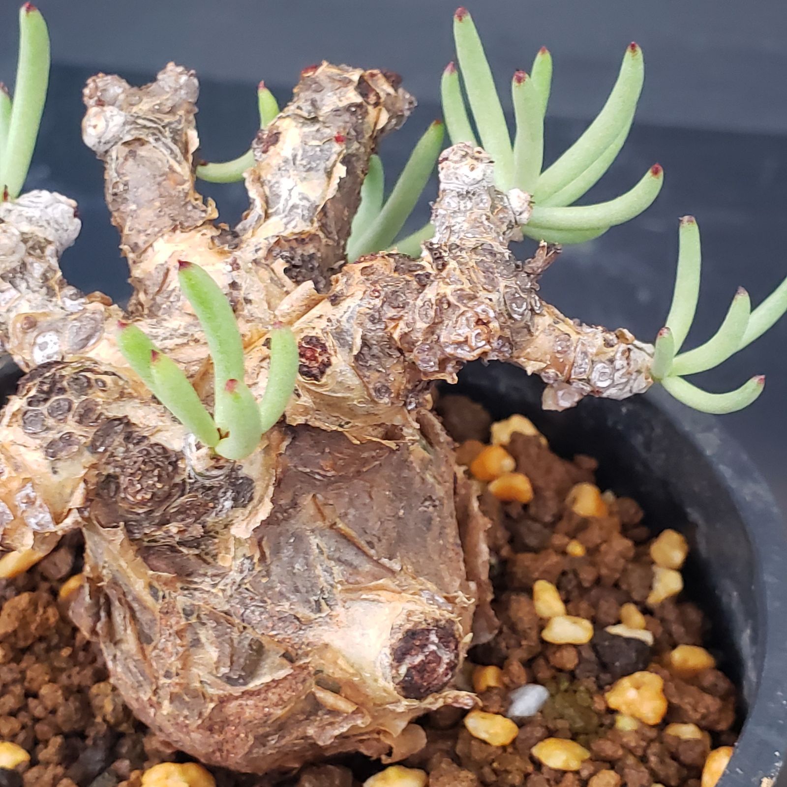 K199【自社養生株】チレコドン ペアルソニー（現地球・発根株・鉢植え